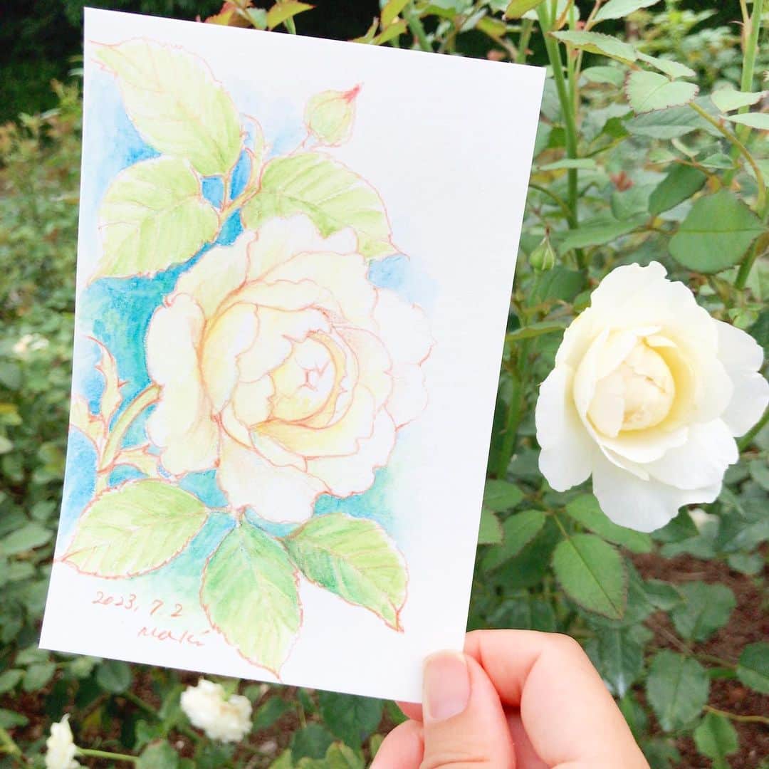イラストレーター山崎牧子のインスタグラム：「馬見丘陵公園 バラがまだ咲いている横で ヒマワリの準備が進んで いました🌻もうすぐ夏本番に… #スケッチ#いなとめまきこ#バラ園#水彩色鉛筆#線画#植物#ボタニカルアート#makikoinatome#sketch#rose#drawing#colorpencil」