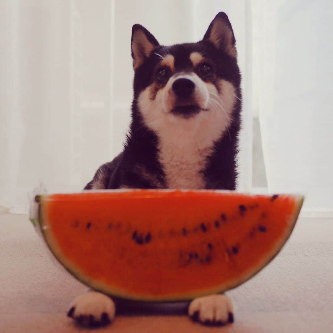 くろさんのインスタグラム写真 - (くろInstagram)「今年初スイカ🍉  #スイカ #すいか #西瓜 #watermelon  #kuroshiba #blackshiba #shibainu #shibadog #shibastagram #instadog #dogstagram #柴犬 #黒柴 #黑柴 #和犬 #日本犬 #わんこ #イッヌ #スイカ🍉 #すいか🍉 #西瓜🍉 #waltermelon🍉 #モデル犬 #オファーお待ちしております」7月2日 18時38分 - m6bmw