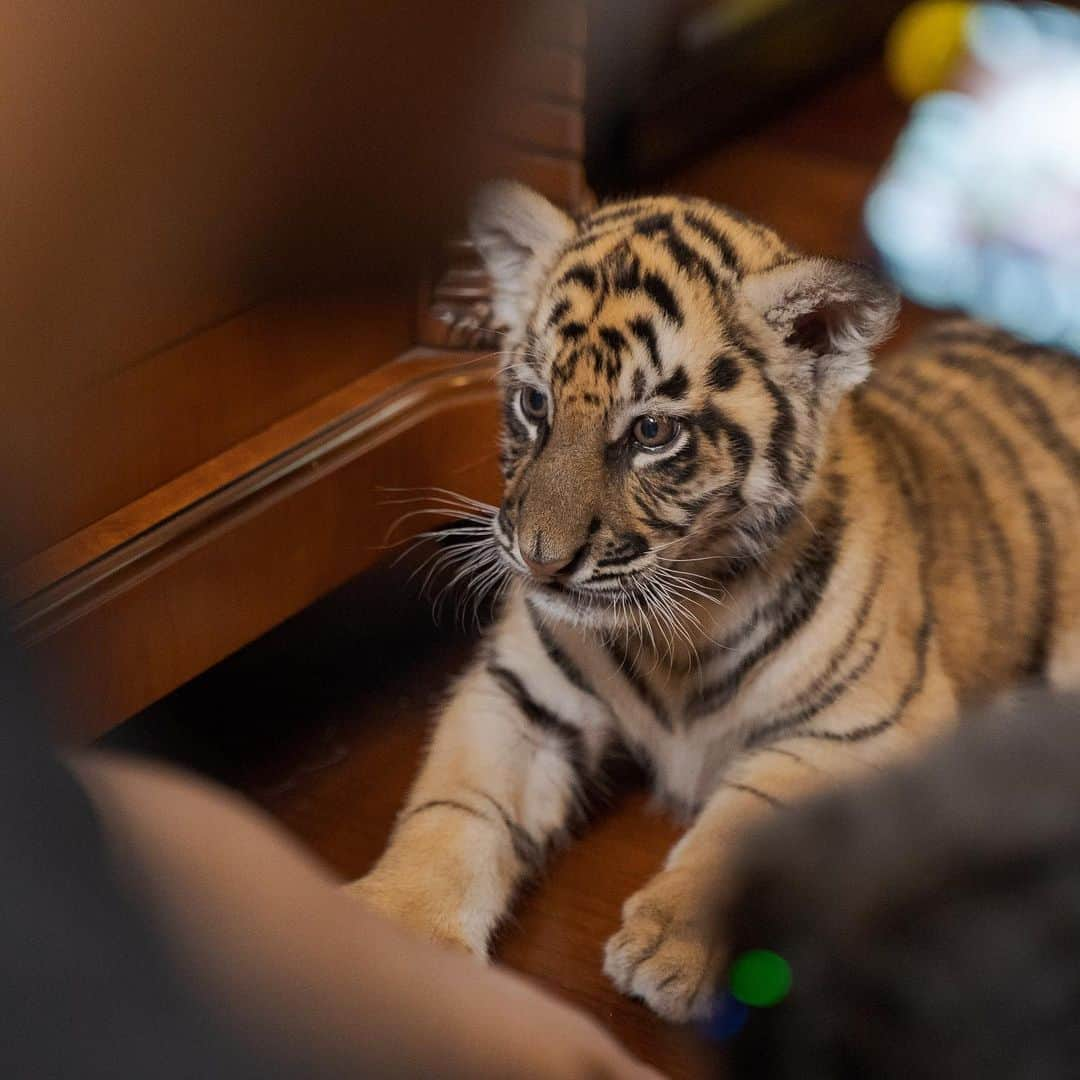 Raffi Ahmadさんのインスタグラム写真 - (Raffi AhmadInstagram)「Kita Dengan Harimau Cilik ❤️ Cenora Teona」7月2日 18時38分 - raffinagita1717