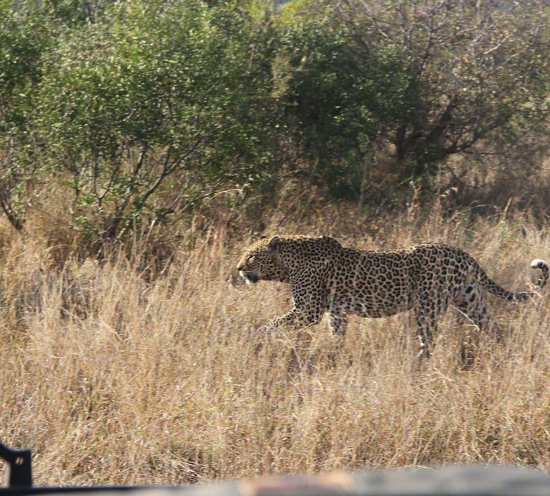 クラーク・グレッグさんのインスタグラム写真 - (クラーク・グレッグInstagram)「Breath taken. #krugernationalpark #africa with SFG @sabisabireserve」7月2日 18時43分 - clarkgregg