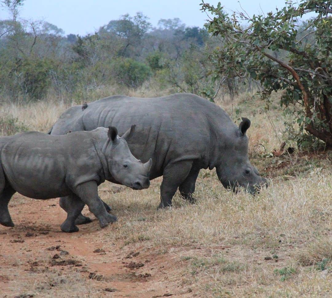 クラーク・グレッグさんのインスタグラム写真 - (クラーク・グレッグInstagram)「Breath taken. #krugernationalpark #africa with SFG @sabisabireserve」7月2日 18時43分 - clarkgregg