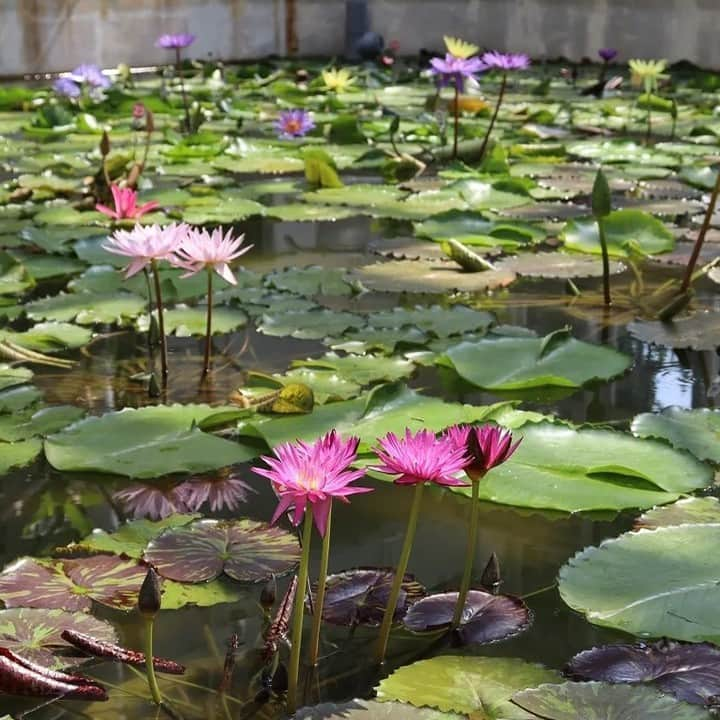 レッツエンジョイ東京さんのインスタグラム写真 - (レッツエンジョイ東京Instagram)「どこか神秘的な夏の花「スイレン・ハス」の名所5選👀✨  夏の水辺に色を添える日本古来の花、「睡蓮（スイレン）」「蓮（ハス）」。一般的に梅雨明けから見ごろを迎える花として知られています。都内でスイレンやハスの花が楽しめるスポットを5つ紹介します👇  📷1枚目 赤・白・ピンクの花々が咲く「睡蓮池」は必見 🔸水元公園 📍東京都葛飾区水元公園 3-2 🚉金町  📷2枚目 不忍池に広がるハスに注目！ 🔸上野恩賜公園 📍東京都台東区上野公園・池之端三丁目 🚉上野  📷3枚目 約30種類のハスが咲く名所 🔸府中市郷土の森公園 📍東京都府中市矢崎町 5-5 🚉府中  📷4枚目 洗練された街で愛され続けるスイレン 🔸石神井公園 📍東京都練馬区石神井台一・二丁目、石神井町五丁目 🚉石神井公園  📷5枚目 一年中見られる熱帯スイレンも！ 🔸神代植物公園 📍東京都調布市深大寺元町 5-31-10 🚉調布  #レッツエンジョイ東京 #おでかけ #おでかけスポット #季節の花 #写真好きな人と繋がりたい #花の写真 #花写 #花マップ #はなまっぷ #花スタグラム #花好きな人と繋がりたい #花のある風景 #夏の花 #蓮の花 #蓮の花が好き #ハス #ハスの花 #睡蓮 #睡蓮の花 #睡蓮の池 #スイレン #lotusflower #日本の風景 #日本の美しい花風景 #府中市立郷土の森公園 #上野恩賜公園 #上野公園 #水元公園 #石神井公園 #神代植物公園」7月2日 19時01分 - lets_enjoytokyo