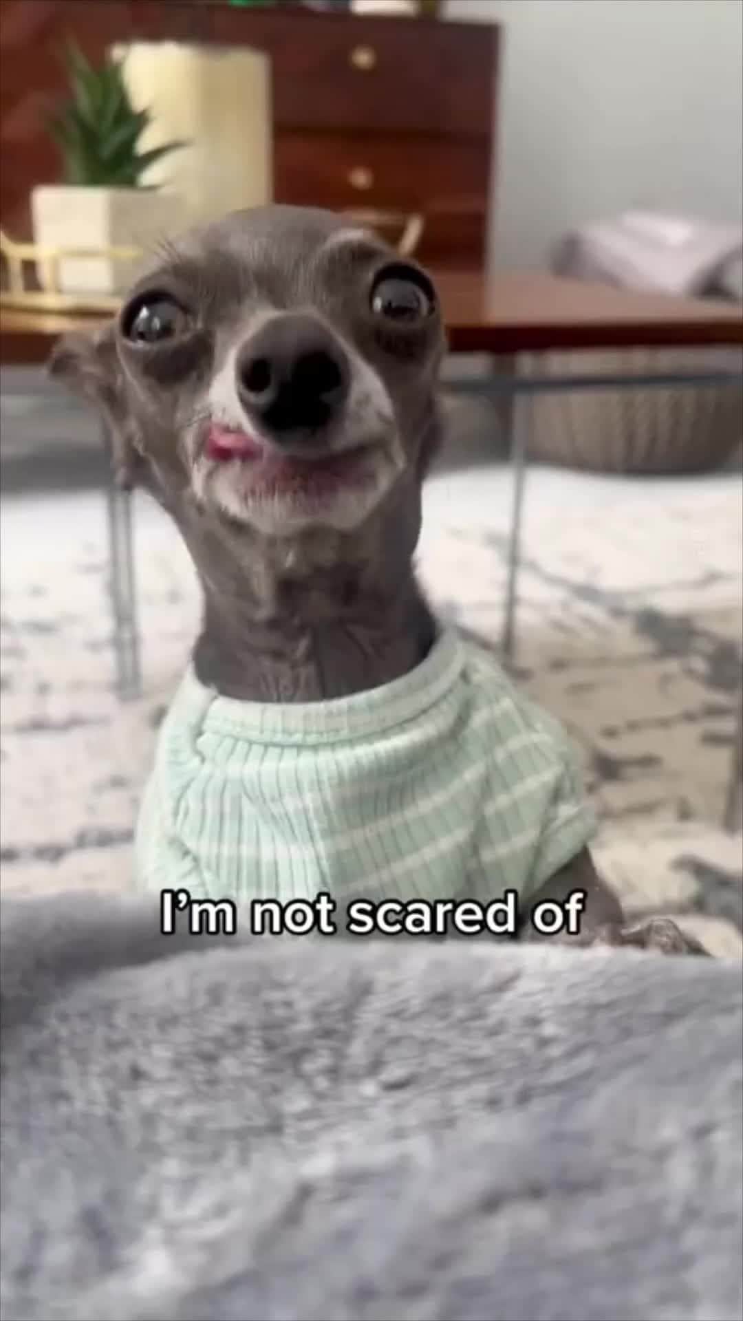 のインスタグラム：「flies are evil 📹 @betty_and_bean  #chihuahua #9gag」