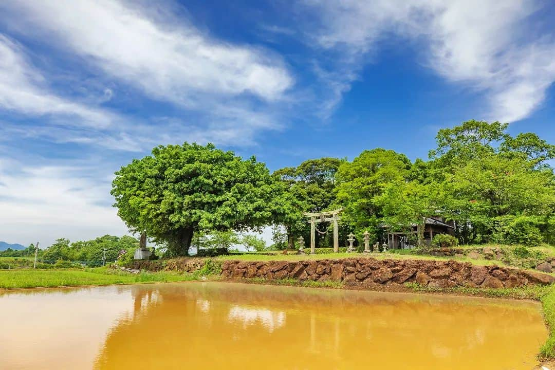 鹿児島よかもん再発見のインスタグラム：「長島町蔵之元の十五社神社へ(^-^)/  田んぼの真ん中にある昔ながらの村社  今も地域の方々が綺麗にされているのがよくわかりますし、雰囲気や佇まいにとても気持ちよさを感じます🙌  #鹿児島 #鹿児島観光 #長島町 #長島町観光 #長島町蔵之元 #蔵之元 #長島町十五社神社 #十五社神社 #鹿児島の風景 #kagoshima #kagoshimaphoto #kagoshimaphotograph」