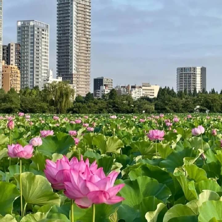 レッツエンジョイ東京さんのインスタグラム写真 - (レッツエンジョイ東京Instagram)「どこか神秘的な夏の花「スイレン・ハス」の名所5選👀✨  夏の水辺に色を添える日本古来の花、「睡蓮（スイレン）」「蓮（ハス）」。一般的に梅雨明けから見ごろを迎える花として知られています。都内でスイレンやハスの花が楽しめるスポットを5つ紹介します👇  📷1枚目 赤・白・ピンクの花々が咲く「睡蓮池」は必見 🔸水元公園 📍東京都葛飾区水元公園 3-2 🚉金町  📷2枚目 不忍池に広がるハスに注目！ 🔸上野恩賜公園 📍東京都台東区上野公園・池之端三丁目 🚉上野  📷3枚目 約30種類のハスが咲く名所 🔸府中市郷土の森公園 📍東京都府中市矢崎町 5-5 🚉府中  📷4枚目 洗練された街で愛され続けるスイレン 🔸石神井公園 📍東京都練馬区石神井台一・二丁目、石神井町五丁目 🚉石神井公園  📷5枚目 一年中見られる熱帯スイレンも！ 🔸神代植物公園 📍東京都調布市深大寺元町 5-31-10 🚉調布  #レッツエンジョイ東京 #おでかけ #おでかけスポット #季節の花 #写真好きな人と繋がりたい #花の写真 #花写 #花マップ #はなまっぷ #花スタグラム #花好きな人と繋がりたい #花のある風景 #夏の花 #蓮の花 #蓮の花が好き #ハス #ハスの花 #睡蓮 #睡蓮の花 #睡蓮の池 #スイレン #lotusflower #日本の風景 #日本の美しい花風景 #府中市立郷土の森公園 #上野恩賜公園 #上野公園 #水元公園 #石神井公園 #神代植物公園」7月2日 19時01分 - lets_enjoytokyo