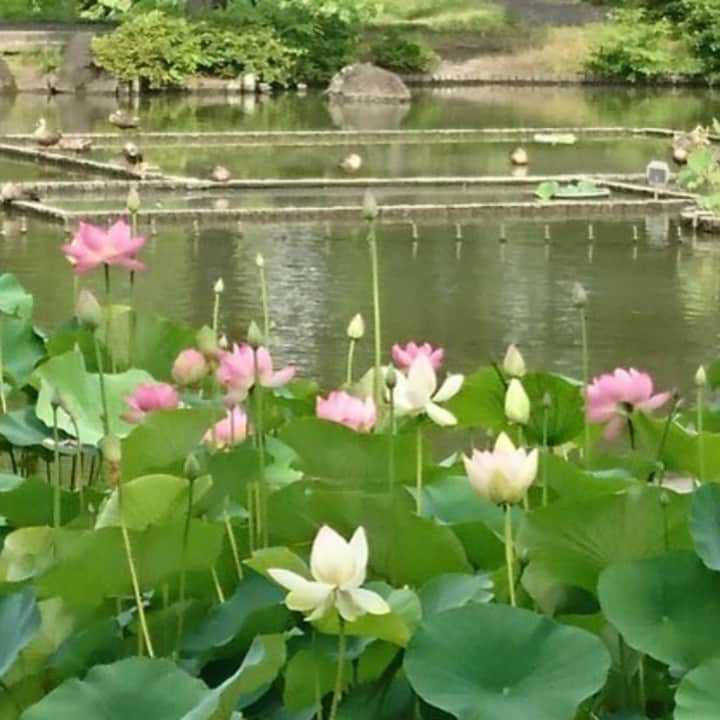 レッツエンジョイ東京さんのインスタグラム写真 - (レッツエンジョイ東京Instagram)「どこか神秘的な夏の花「スイレン・ハス」の名所5選👀✨  夏の水辺に色を添える日本古来の花、「睡蓮（スイレン）」「蓮（ハス）」。一般的に梅雨明けから見ごろを迎える花として知られています。都内でスイレンやハスの花が楽しめるスポットを5つ紹介します👇  📷1枚目 赤・白・ピンクの花々が咲く「睡蓮池」は必見 🔸水元公園 📍東京都葛飾区水元公園 3-2 🚉金町  📷2枚目 不忍池に広がるハスに注目！ 🔸上野恩賜公園 📍東京都台東区上野公園・池之端三丁目 🚉上野  📷3枚目 約30種類のハスが咲く名所 🔸府中市郷土の森公園 📍東京都府中市矢崎町 5-5 🚉府中  📷4枚目 洗練された街で愛され続けるスイレン 🔸石神井公園 📍東京都練馬区石神井台一・二丁目、石神井町五丁目 🚉石神井公園  📷5枚目 一年中見られる熱帯スイレンも！ 🔸神代植物公園 📍東京都調布市深大寺元町 5-31-10 🚉調布  #レッツエンジョイ東京 #おでかけ #おでかけスポット #季節の花 #写真好きな人と繋がりたい #花の写真 #花写 #花マップ #はなまっぷ #花スタグラム #花好きな人と繋がりたい #花のある風景 #夏の花 #蓮の花 #蓮の花が好き #ハス #ハスの花 #睡蓮 #睡蓮の花 #睡蓮の池 #スイレン #lotusflower #日本の風景 #日本の美しい花風景 #府中市立郷土の森公園 #上野恩賜公園 #上野公園 #水元公園 #石神井公園 #神代植物公園」7月2日 19時01分 - lets_enjoytokyo