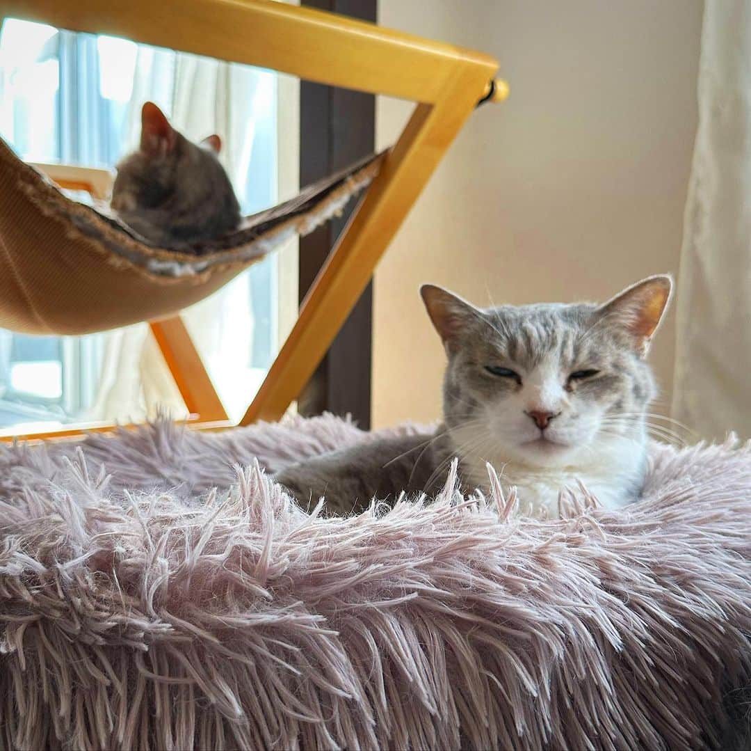 モアレ & クリエさんのインスタグラム写真 - (モアレ & クリエInstagram)「夏の定位置。なんか優雅な感じ😼😽  #モアクリ #moacrie #ねこ #猫 #cat #catsagram #ねこすたぐらむ #にゃんすたぐらむ #猫のいる暮らし #ねこのいる生活」7月2日 19時07分 - moacrie
