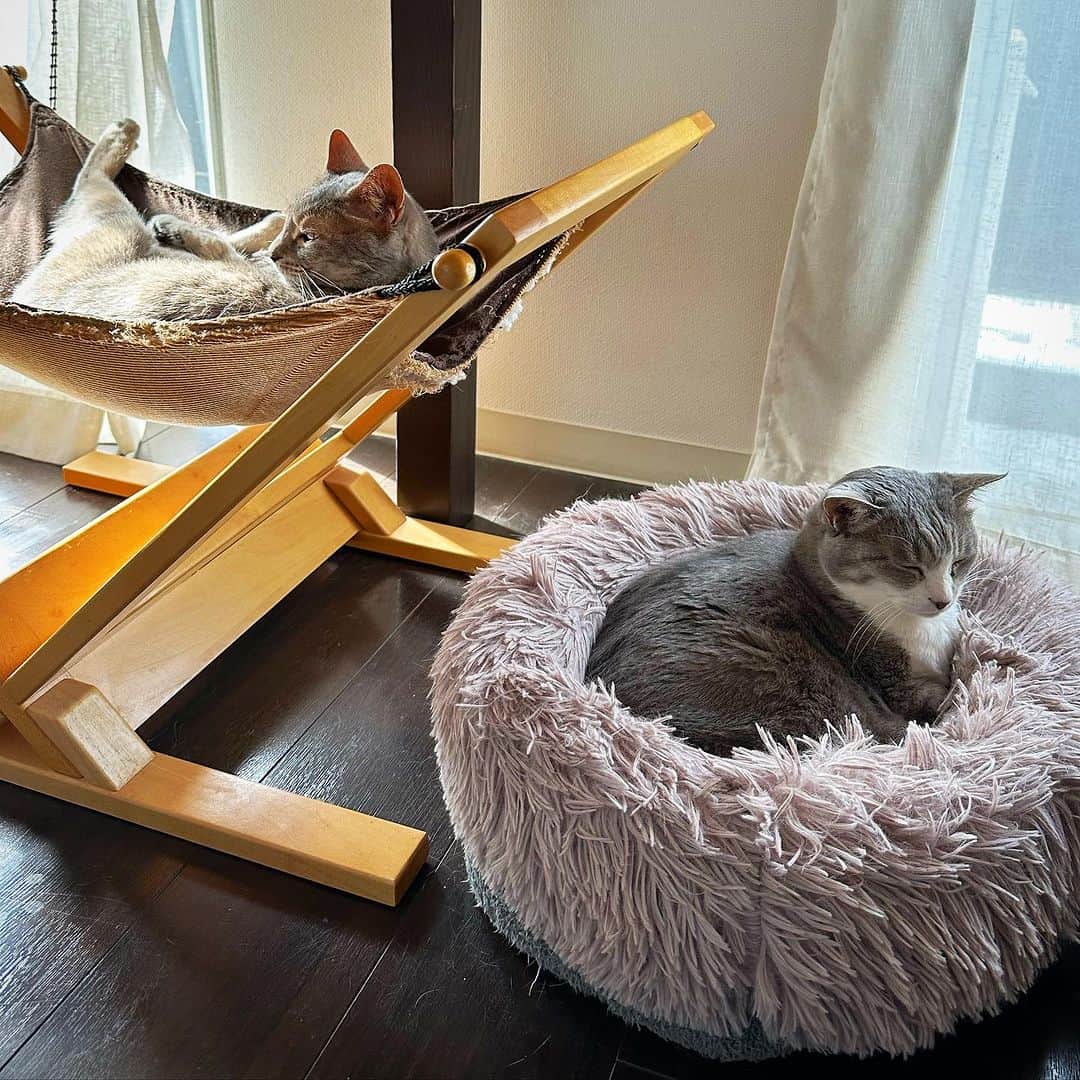 モアレ & クリエのインスタグラム：「夏の定位置。なんか優雅な感じ😼😽  #モアクリ #moacrie #ねこ #猫 #cat #catsagram #ねこすたぐらむ #にゃんすたぐらむ #猫のいる暮らし #ねこのいる生活」