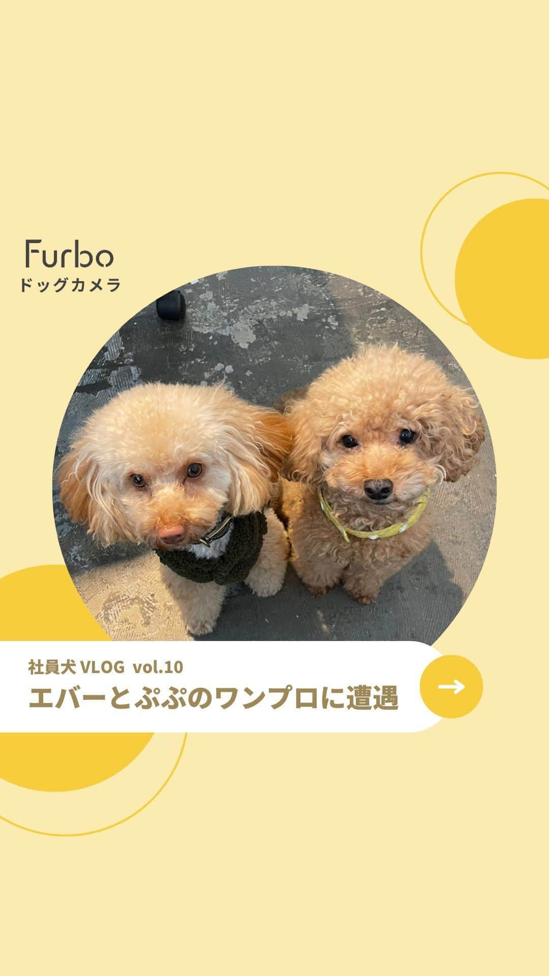 Furbo ドッグカメラのインスタグラム：「▼ 🐶🐱の側でキャリアアップできます✨  ドッグカメラ「Furbo」を展開する わたしたちTomofun株式会社は、  以下の職種で ペット大好きな方を募集中🌟  ✔︎ デジタルマーケティングマネージャー ✔︎ グロースマネージャー  いずれの職種も 愛犬・愛猫との同伴出勤が可能🐶🐱💕  ペット思いの会社と社員だからこそ、 愛犬家の皆さまにより良い製品を お届けすることを常に考えています💡  業務内容が気になる方は 「Furbo 求人」で検索お願いします🔍✨     ⋯     Furboはペット特化型の見守りカメラ✨  詳しくはプロフィールリンク🔗の ˗ˏˋ 愛犬専用の設計 ˎˊ˗ へ！🐕  ⇨ @furbo_japan      ⋯     #Furbo #ファーボ #犬すたぐらむ #わんすたぐらむ #犬好きさんと繋がりたい #わんこのいる生活 #かわいい犬 #わんこ部 #ふわもこ部 #もふもふ #オフィス犬 #社員犬 #ワンプロ」