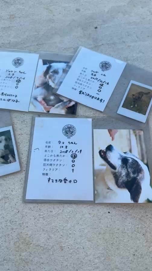 中原絵梨奈のインスタグラム：「里親さん見てねー🩷」