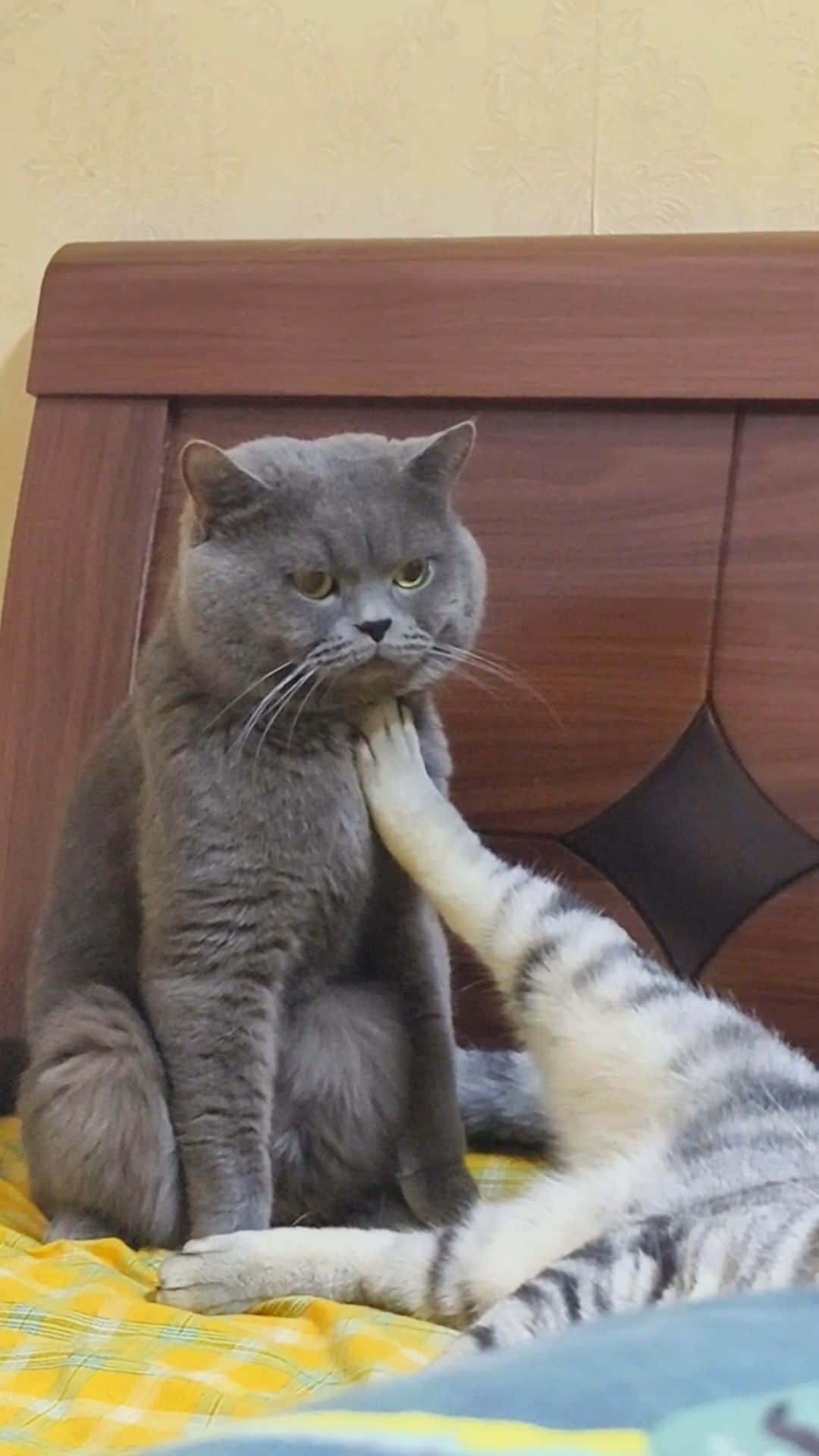 のインスタグラム：「Not day  @ 萌萌和她的猫  #meowed #cutecat #cat #notinmood #notnow #later #BSH」