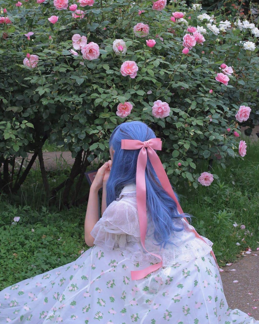 うじたまいさんのインスタグラム写真 - (うじたまいInstagram)「ずっと行きたかった薔薇園に行った日。もうちょっと見頃すぎてたからまた来年、1番綺麗なころに行けますように  京成バラ園雰囲気がとっても良かった、あと薔薇ソフトおいしかったよ🍦  #fyp #バラ園 #portrait #ブルーヘア」7月2日 19時33分 - ujitama0