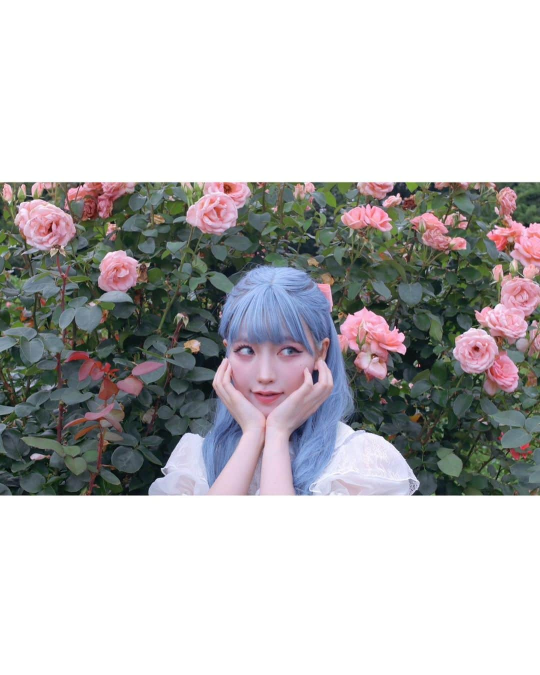 うじたまいさんのインスタグラム写真 - (うじたまいInstagram)「ずっと行きたかった薔薇園に行った日。もうちょっと見頃すぎてたからまた来年、1番綺麗なころに行けますように  京成バラ園雰囲気がとっても良かった、あと薔薇ソフトおいしかったよ🍦  #fyp #バラ園 #portrait #ブルーヘア」7月2日 19時33分 - ujitama0