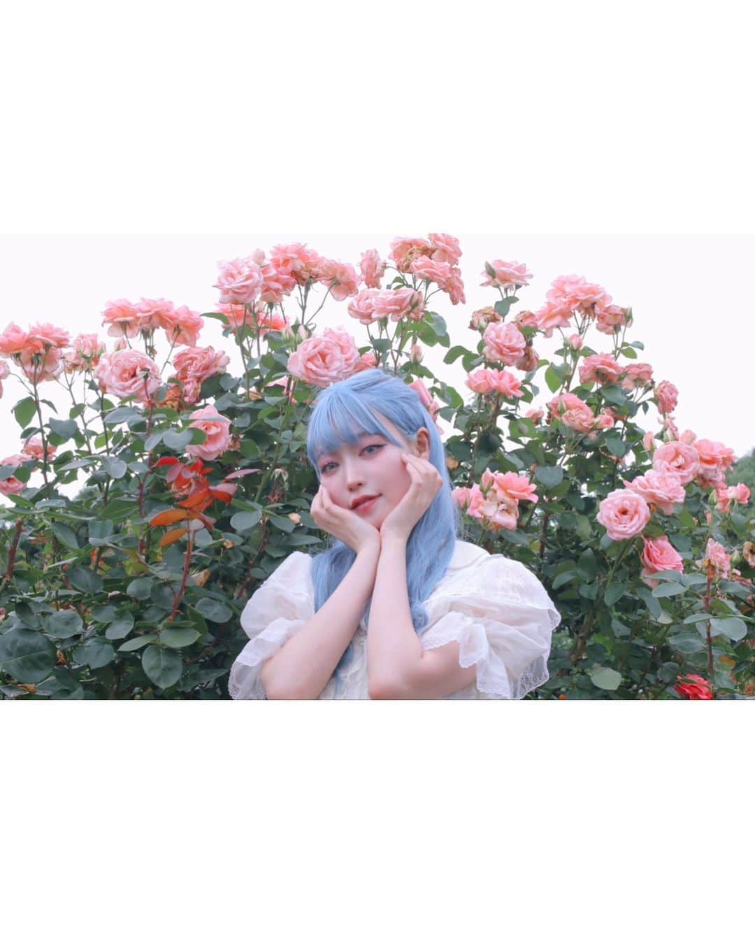 うじたまいさんのインスタグラム写真 - (うじたまいInstagram)「ずっと行きたかった薔薇園に行った日。もうちょっと見頃すぎてたからまた来年、1番綺麗なころに行けますように  京成バラ園雰囲気がとっても良かった、あと薔薇ソフトおいしかったよ🍦  #fyp #バラ園 #portrait #ブルーヘア」7月2日 19時33分 - ujitama0