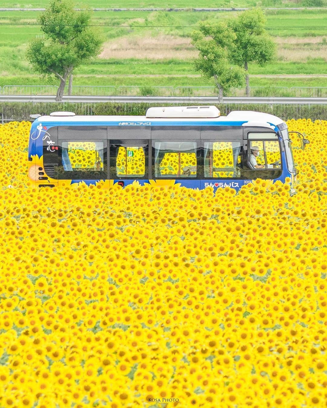 コサさんのインスタグラム写真 - (コサInstagram)「ひまわりバス  今年もまた🌻の時期がやって来ますね♪ 暑くて大変だけど、🌻はやっぱり撮りたい❣️ . Location:兵庫 Hyogo / Japan🇯🇵 Date:2022年7月 Camera:Z9/ 60-600mm . #ひまわり #向日葵 #小野ひまわりの丘公園 #nikoncreators #nikoncreators_2023joy #未来をえがくキャラis #Japan_Daytime_View #japancityblues #はなまっぷ #tv_flowers #tokyocameraclub #art_of_japan_ #jgrv_member #team_jp_ #photo_jpn #sorakataphoto #LBJ_KING #flower_special_ #広がり同盟メンバー #special_spot_legend #zkg10 #mf_landscape #m_v_shotz #bestjapanpics #deaf_b_j_ #japan_bestpic_ #bestphoto_japan #nipponpic_member #じゃびふる #pixlib_jp」7月2日 19時38分 - kosa_photo