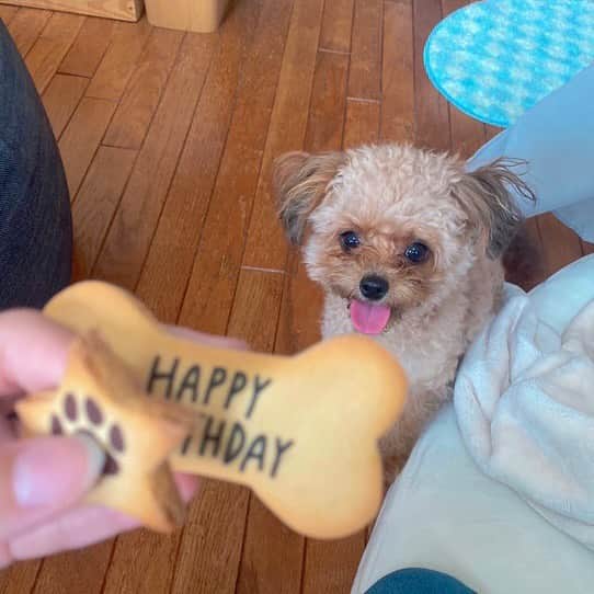 春瀬なつみのインスタグラム：「すずめ🐶 1歳のお誕生日を迎えました🥳✨ . すずめのおかげで毎日小さな幸せをたくさんもらって、穏やかに暮らせています。 お互いに健やかにこれからも過ごせますように。 . 写真は先日みさちゃんちに遊びに行った時の。 クッキーもみさちゃんにもらいました🥰 #なぴすず #チワプー」