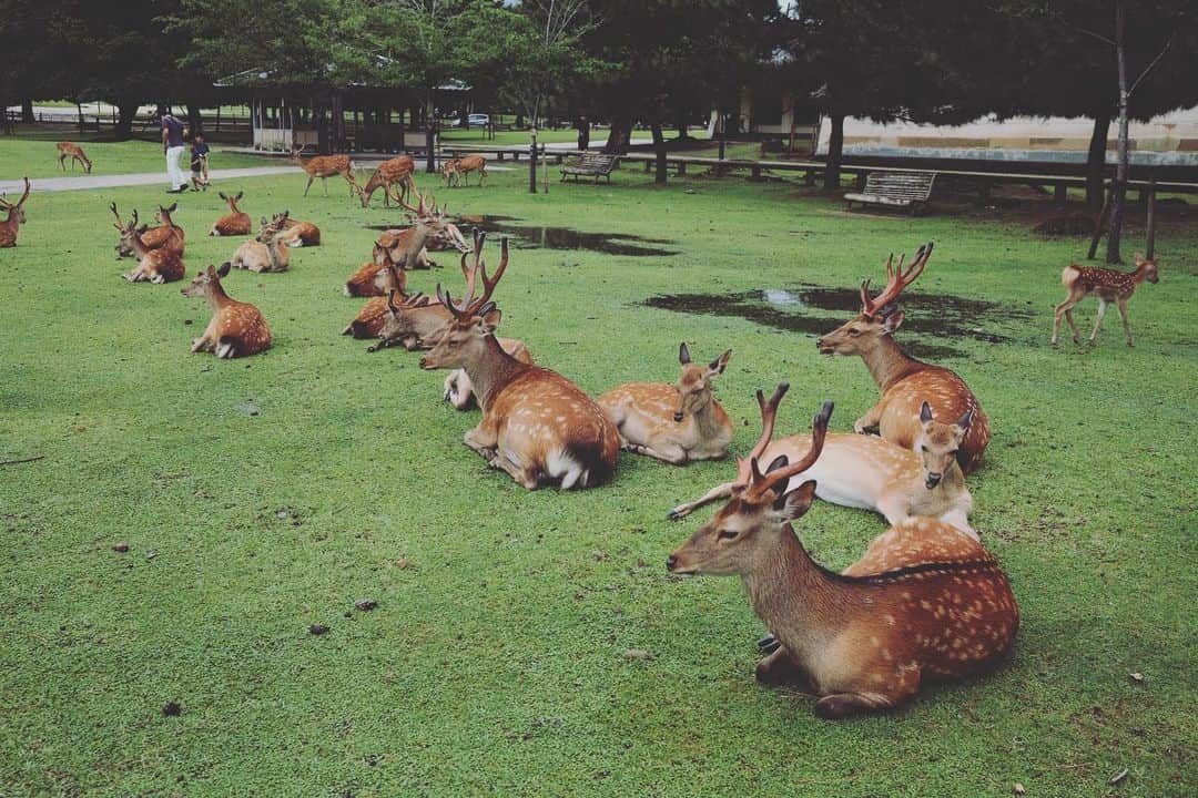 椎名直子のインスタグラム：「おはようございます🦌🦌🦌  まだ眠そうで」