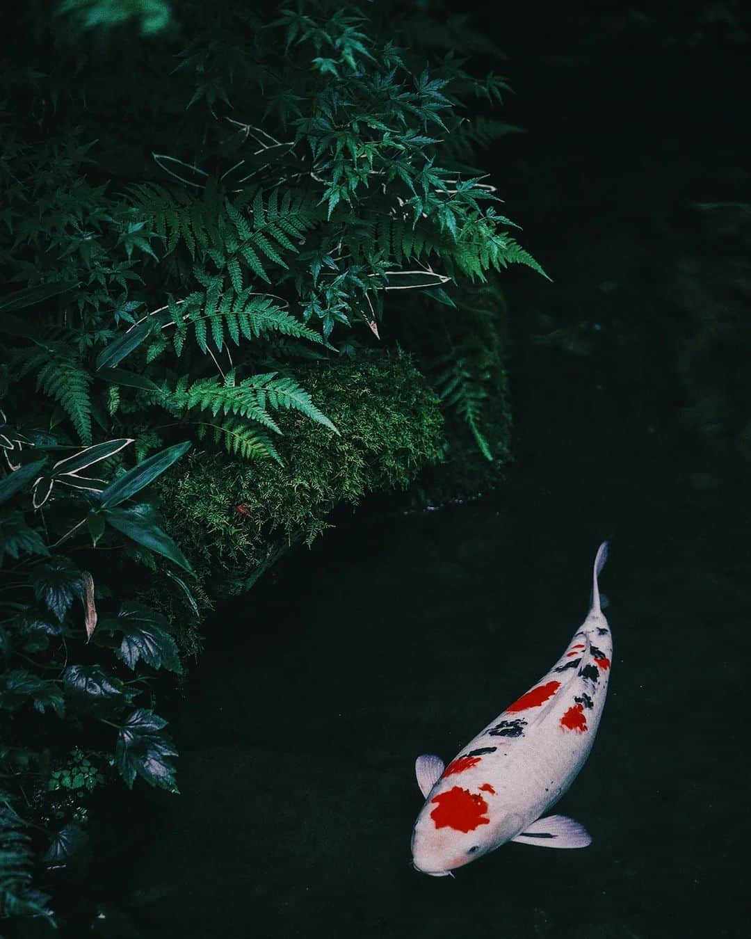 Berlin Tokyoさんのインスタグラム写真 - (Berlin TokyoInstagram)「A special summer visit to Ruriko-in Temple. A fantastic world of greenery. . . . #hellofrom Kyoto, japan」7月2日 20時44分 - tokio_kid