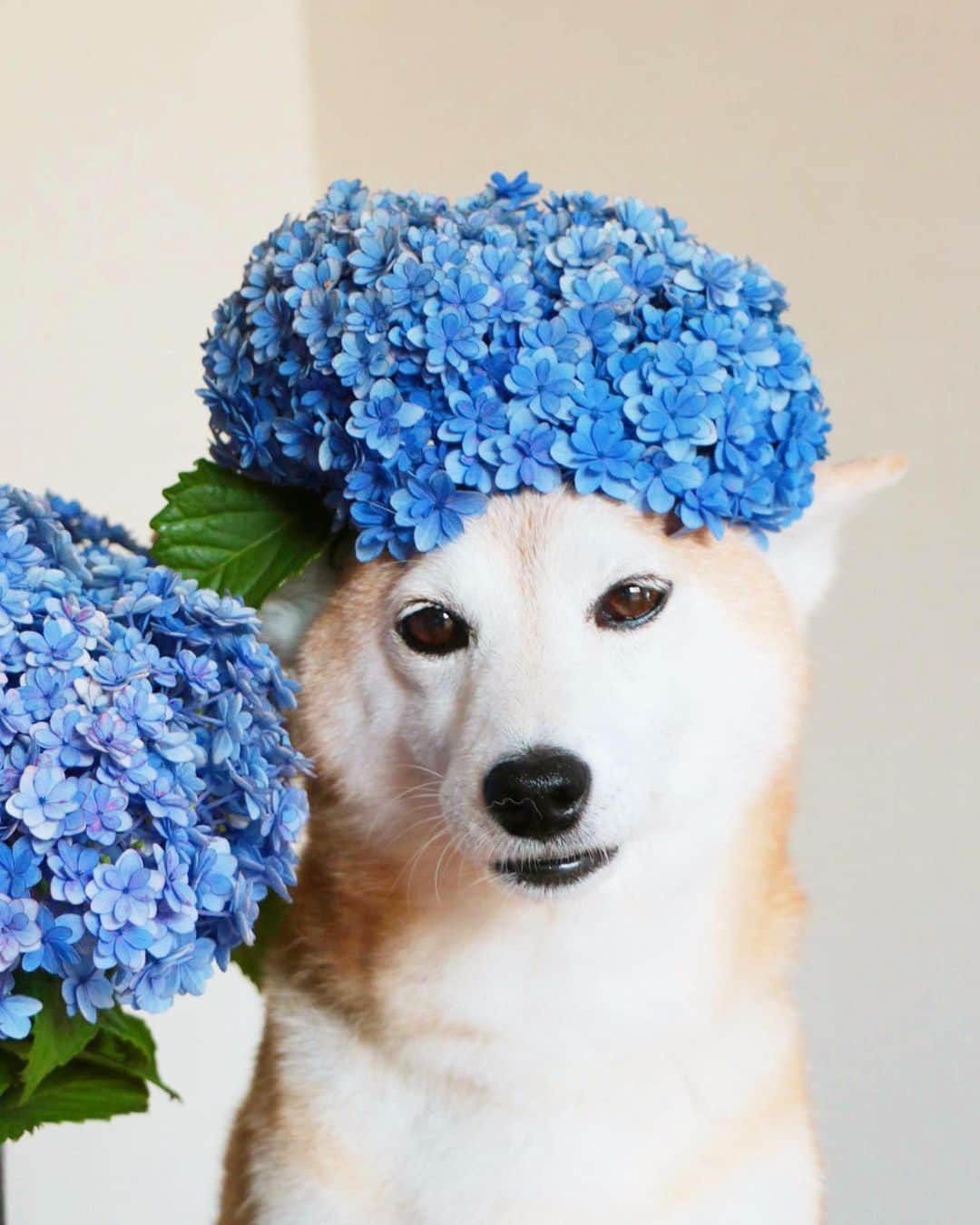 柴犬 けんしろう ゆりあのインスタグラム：「🐶💠  一昨日の夜のこと。 ひと眠りして起きてきたゆりあの右目が 瞑ったままでずっと開こうとしない。 散歩に連れ出しても瞑ったまま。 朝からご飯も少ししか食べてなくて なんとなくだるそう。 夕食もほとんど食べない。  明日仕事へ行く前に病院へ連れて行こうかと 飼い主たちは気が気でなくて 夜中起きてはゆりあの様子をチェック。 すやすや気持ちよさそうに寝ている様子に ほっとしながら朝を迎えたら..  ゆりあの右目、ぱっちり空いてるーーー！ そしてすこぶる元気。よかったぁ😭  ゆりあのチャームポイントでもある きれいなお目目、今後もしっかり気をつけて 見ていきたいと思います！  あ、このphoto、ゆりあの鼻に毛がついてるのは スルーでお願いします😂  #紫陽花 #アジサイ #アジサイアフロ」