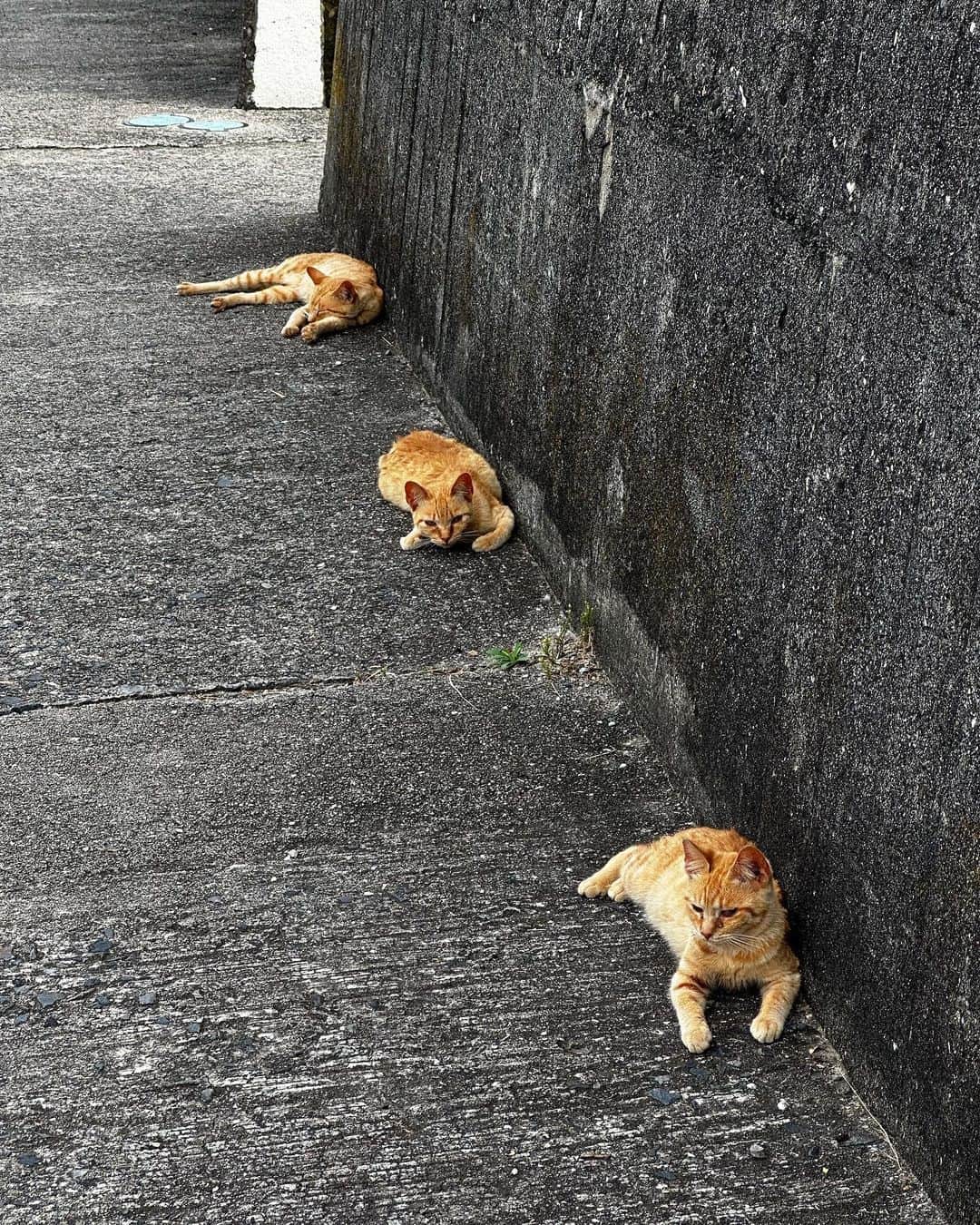 元木行哉のインスタグラム：「⁡ 距離感😼 ⁡ #猫」