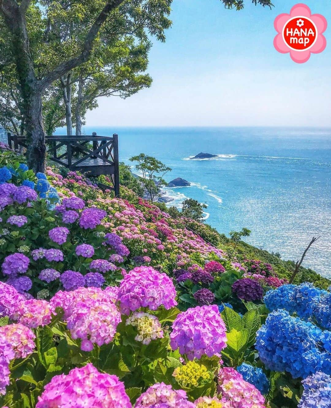 はなまっぷ❁日本の花風景さんのインスタグラム写真 - (はなまっぷ❁日本の花風景Instagram)「🌸はなまっぷ🌸 * @fuji_sun___ さんの 花のある風景に花まるを💮 * 日向灘を一望しながら煌めく紫陽花の絶景をありがとうございます😊🌸 * #宮崎　#桃源郷岬 Tougenkyo Cape, Miyazaki Pref. * 紫陽花の花言葉 家族だんらん * #はなまっぷ #日本の美しい花風景#花のある風景#花#花言葉 #紫陽花#海#宮崎#日向灘#アジサイ#あじさい#梅雨#海#絶景 * いつも素敵なお花をありがとうございます😊 ※見頃が過ぎている花、終わっている花もご紹介させていただいています。 * 🌸••••••お知らせ••••••🌸 * 花風景検索サイト　はなまっぷ https://hanamap.com 🔍「はなまっぷ」または @hanamap プロフィール欄から ぜひご覧ください * 📖🌸📖🌸📖🌸📖🌸📖 四季の花々を訪ねていきたい にっぽんの花地図 好評発売中📘 📖🌸📖🌸📖🌸📖🌸📖」7月2日 21時08分 - hanamap