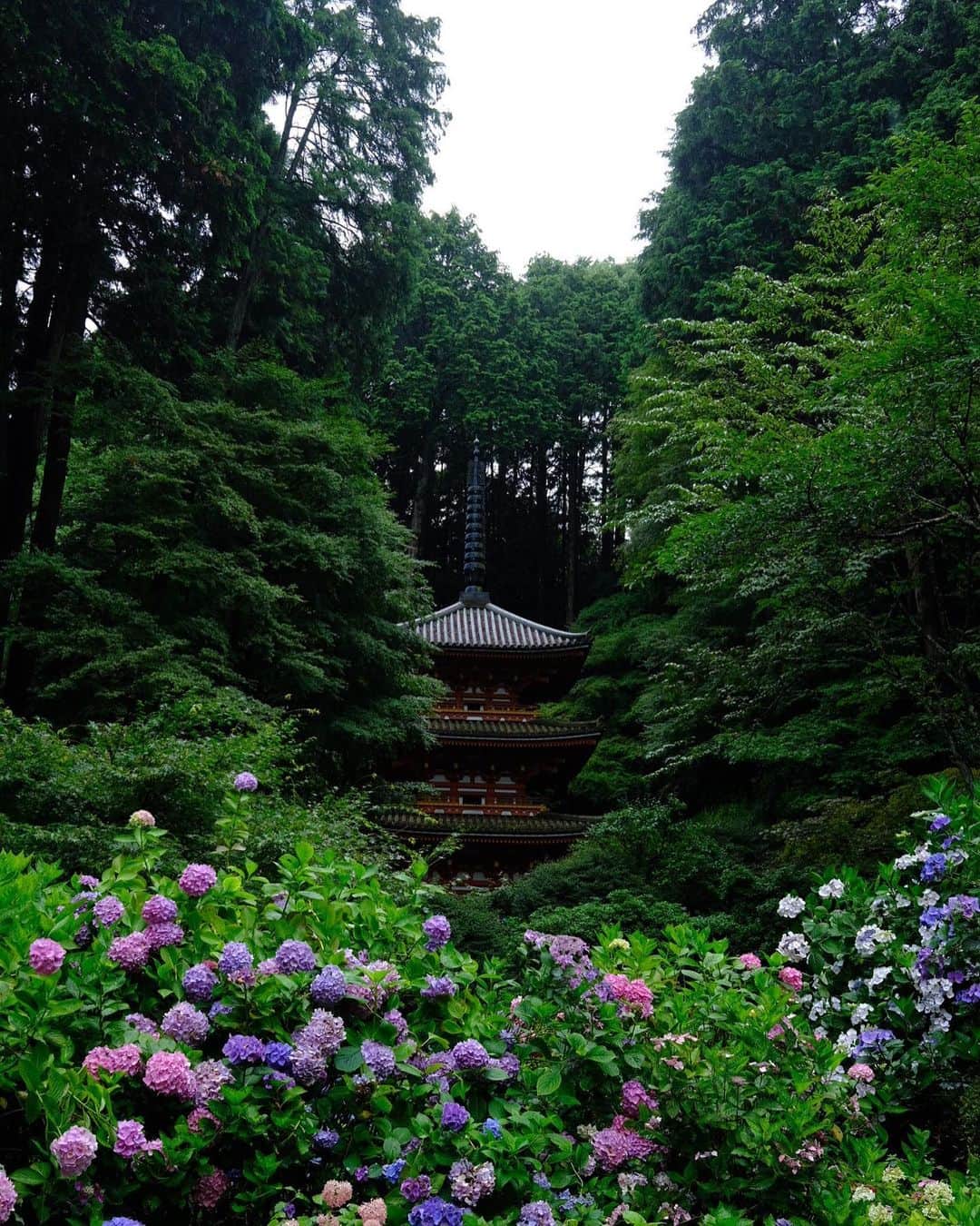 椎名直子のインスタグラム：「岩船寺。七福食堂ご主人に今ならアジサイがいいからと教えていただき訪れました。想像をはるかに超える紫陽花のサンクチュアリーでした。 境さん本当にありがとうございます😭バカラ」