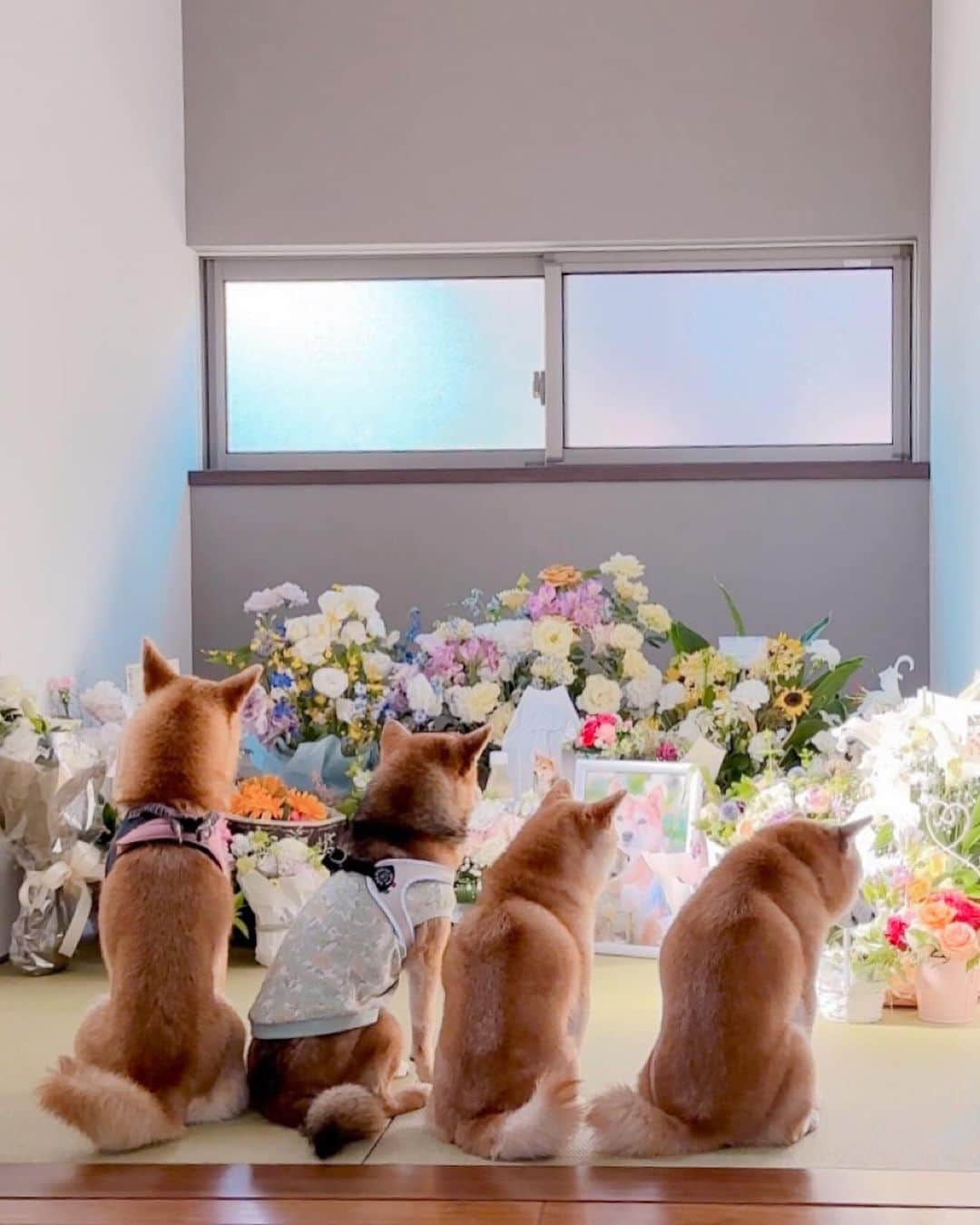 豆柴にこちゃんのインスタグラム：「🐶 今日は、かわいいかわいい、 ごまめちゃんにありがとうを言いに、 わんたろう家と一緒にごまみい家に お邪魔してきました💐  ごまめちゃん、お友達からの たくさんのお花に囲まれてて、 優しいママパパと、可愛いみいなちゃんと このおうちで暮らしてきて、 幸せな犬生だったに間違いないと感じました✨  ごまめちゃん、ママとパパ、 闘病と看病本当におつかれさまでした🌿  写真は、土曜訪問組のマネをして ごまめちゃんと一緒に集合写真を撮ってみたけど、 なかなか足並み揃わず苦戦😂  左から、 おふみちゃんは幾度か逃亡。  みいなちゃんはおりこうに座ってるようでウトウト😪  たまはキョロキョロしたり、 伏せしちゃったり。  にこは、ヒロシです。  みんな自然体でそれもよし👍 ごまめちゃんとの思い出写真がまたできました☺️  ごまめちゃん、ありがとう。  @gomame06 @shiba_gmi @1tarofunetomi_shibainu @shibainu.design  #柴犬#豆柴#mameshiba #shibastagram#japanphoto#shibainu#犬#shibainumania#犬のいる暮らし#shiba_snap#shibainupuppy#多頭飼い#dog#いぬすたぐらむ#puppy#dogstagram#instadog #doglover#pecoいぬ部#pecotv#いぬのきもち部#狗#子犬#barked#9gag#9gagpets#시바견」