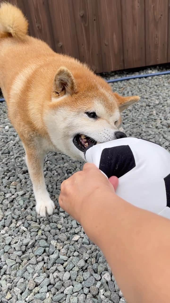 柴犬 たろのインスタグラム：「IKEAで大好きなボールを⚽️買ってあげたよ💜これなら、噛み噛みして破ることもなさそう👿」