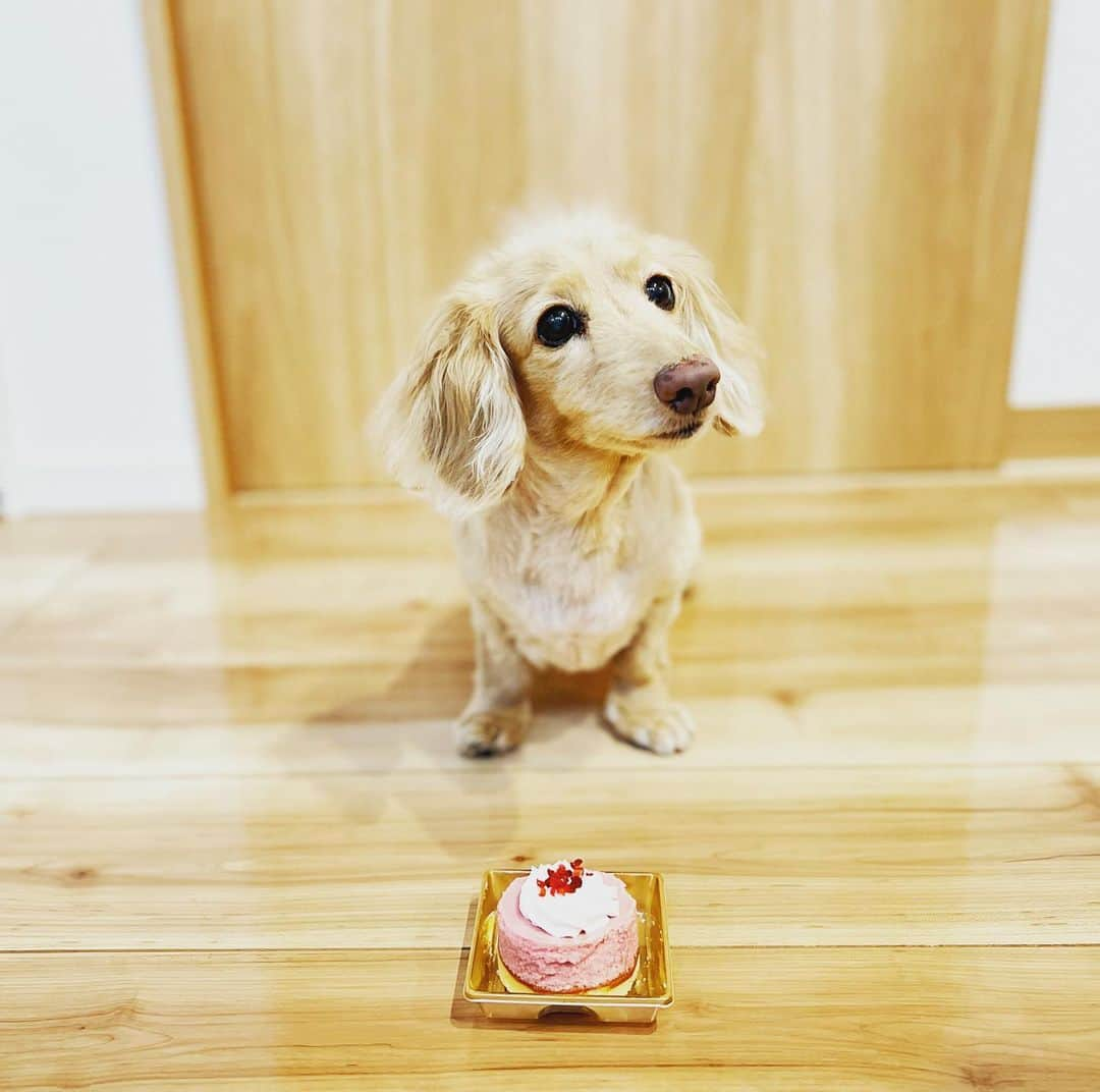 BETTYさんのインスタグラム写真 - (BETTYInstagram)「* Happy birthday Betty☺️ She turned 13 years old🥹 * 13歳になってしまわれた… 時が過ぎるのが早すぎて、、、 当日はお祝いできなかったので、 週末の今日、ケーキを贈呈🍰 美味しそうにバクバク食べてました😊 * 先日サマーカットしたからか、 少し若返って見えるベティおばぁちゃんです😂」7月2日 21時34分 - betty_style