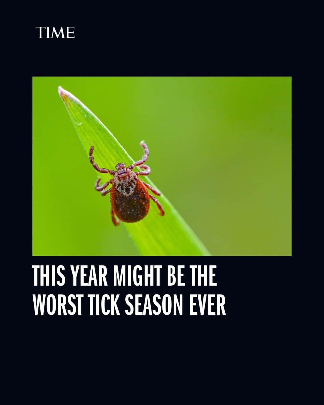 TIME Magazineのインスタグラム：「If you've been bugging out over ticks lately, you're not alone.  Go for a walk in the woods—or even your backyard—and you may come home covered in them. Send your dog for a run and she might come back crawling with ticks.   If it seems like tick seasons are getting longer and worse, that’s because they are. And if it seems like 2023 is the worst—or nearly the worst—in memory, that’s because it is.  Link in bio for why this year might be the worst tick season ever — and how you can stay safe.  Photograph by Patrick Pleul—picture alliance/@gettyimages」