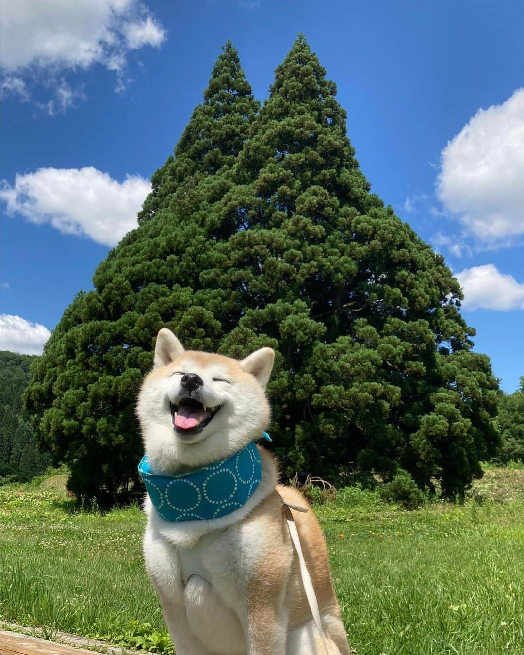 てんパパさんのインスタグラム写真 - (てんパパInstagram)「トトロの木🌲 #小杉の大杉 #トトロの木 #鮭川村  #てんこのふるさと旅」7月2日 22時03分 - tenchan.shiba