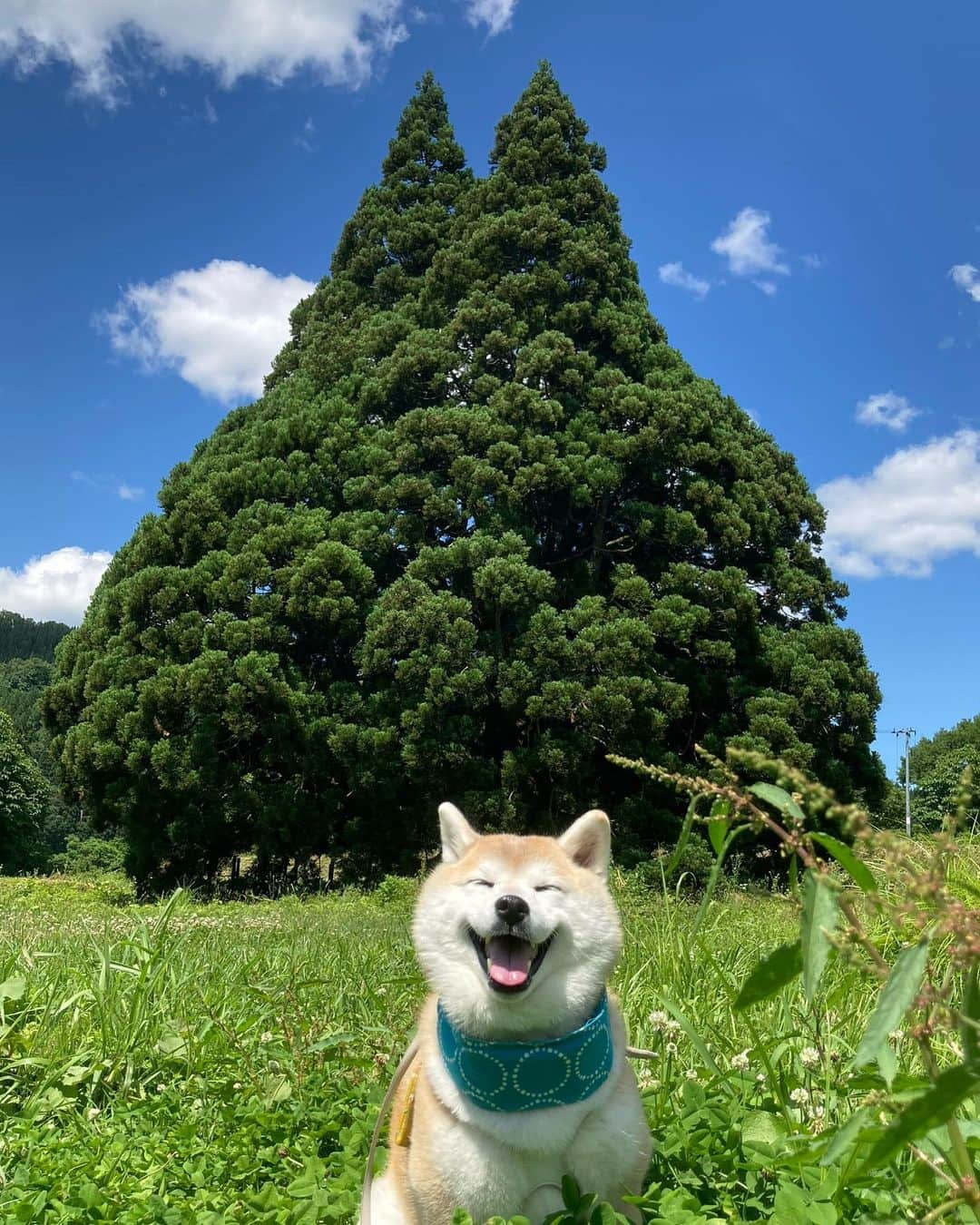 てんパパのインスタグラム：「トトロの木🌲 #小杉の大杉 #トトロの木 #鮭川村  #てんこのふるさと旅」