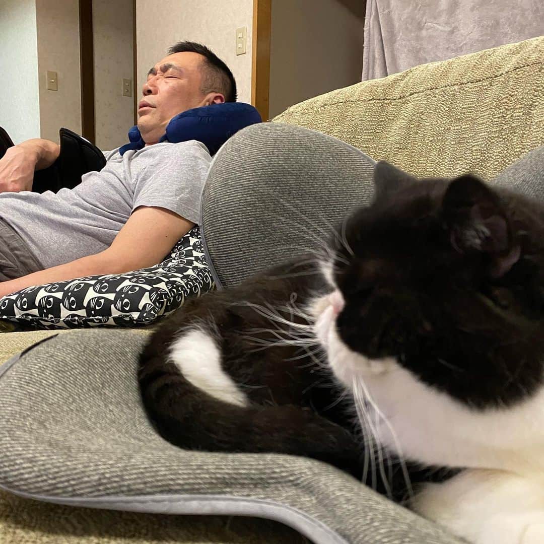 nemuru_catさんのインスタグラム写真 - (nemuru_catInstagram)「#ルーク#眠る夫  ネックピロー買ってた💤 顔ウケる うつ伏せで寝たら意味ないんだけどね」7月2日 23時29分 - nemuru_cat
