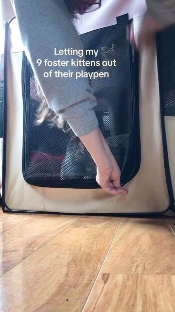 のインスタグラム：「The purrs…  If you like it pls support with ❤️  Credit: beautiful myjerkcats (tt) Check them out ☺️  ** For all crediting issues and removals pls 𝐄𝐦𝐚𝐢𝐥 𝐮𝐬 ☺️  𝐍𝐨𝐭𝐞: we don’t own this video/pics, all rights go to their respective owners. If owner is not provided, tagged (meaning we couldn’t find who is the owner), 𝐩𝐥𝐬 𝐄𝐦𝐚𝐢𝐥 𝐮𝐬 with 𝐬𝐮𝐛𝐣𝐞𝐜𝐭 “𝐂𝐫𝐞𝐝𝐢𝐭 𝐈𝐬𝐬𝐮𝐞𝐬” and 𝐨𝐰𝐧𝐞𝐫 𝐰𝐢𝐥𝐥 𝐛𝐞 𝐭𝐚𝐠𝐠𝐞𝐝 𝐬𝐡𝐨𝐫𝐭𝐥𝐲 𝐚𝐟𝐭𝐞𝐫.  We have been building this community for over 6 years, but 𝐞𝐯𝐞𝐫𝐲 𝐫𝐞𝐩𝐨𝐫𝐭 𝐜𝐨𝐮𝐥𝐝 𝐠𝐞𝐭 𝐨𝐮𝐫 𝐩𝐚𝐠𝐞 𝐝𝐞𝐥𝐞𝐭𝐞𝐝, pls email us first. **」