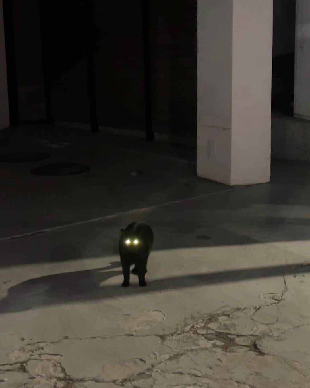 のインスタグラム：「🐈‍⬛🩷🐈‍⬛」