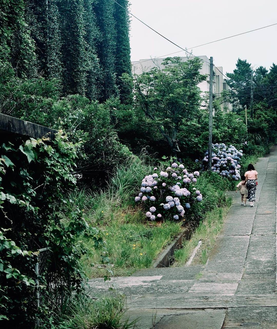 sunday_722のインスタグラム：「* * 炭鉱の島、池島の最盛期には 7776人が住んでいました。 池島小中学校もありました。 * 池島meet0618⑦ * #蔦アパート ----------------------------------- camera: X-T3 lens: XF18-55mm -------------------------------------- #池島meet0618 #fukuoka_meet_info #長崎 #紫陽花 #猫がいる島 #fujifilm_xseries #xt3 #今日もX日和 #日本の風景 #東京カメラ部 #transfer_visions #indies_gram #廃墟  #廃墟美 #蔦 #plants #植物 #アパート #池島炭鉱 #島の周囲は約4km #tv_pointofview #exklusive_shot #igresjp #instagramjapan #ig_photooftheday #gominimalmag #floweroftheday #tv_pointofview #たいにーぴーぽー #tv_tinypeople」