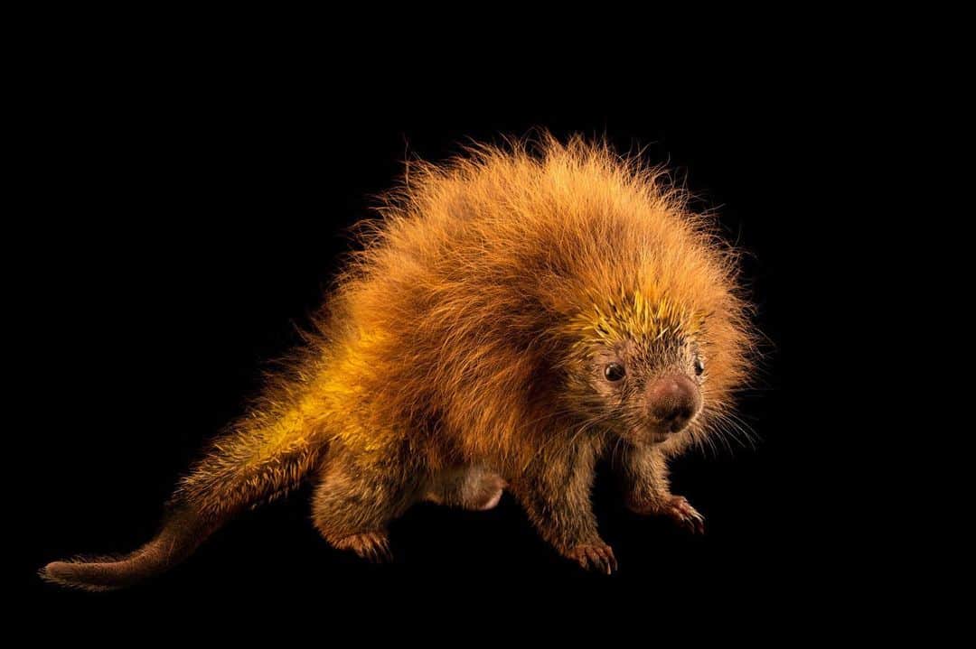 Joel Sartoreさんのインスタグラム写真 - (Joel SartoreInstagram)「This cute critter is an orange-spined hairy dwarf porcupine @institutovidalivre. Found throughout parts of South America, this species occurs in a wide range of habitats including tropical savannahs, wetlands, and rainforests. They are most active at night, and are sometimes spotted near human communities.   #WorldPorcupineDay #porcupine #animal #wildlife #orange #mammal #spines #dwarf #PhotoArk @insidenatgeo」7月3日 0時07分 - joelsartore