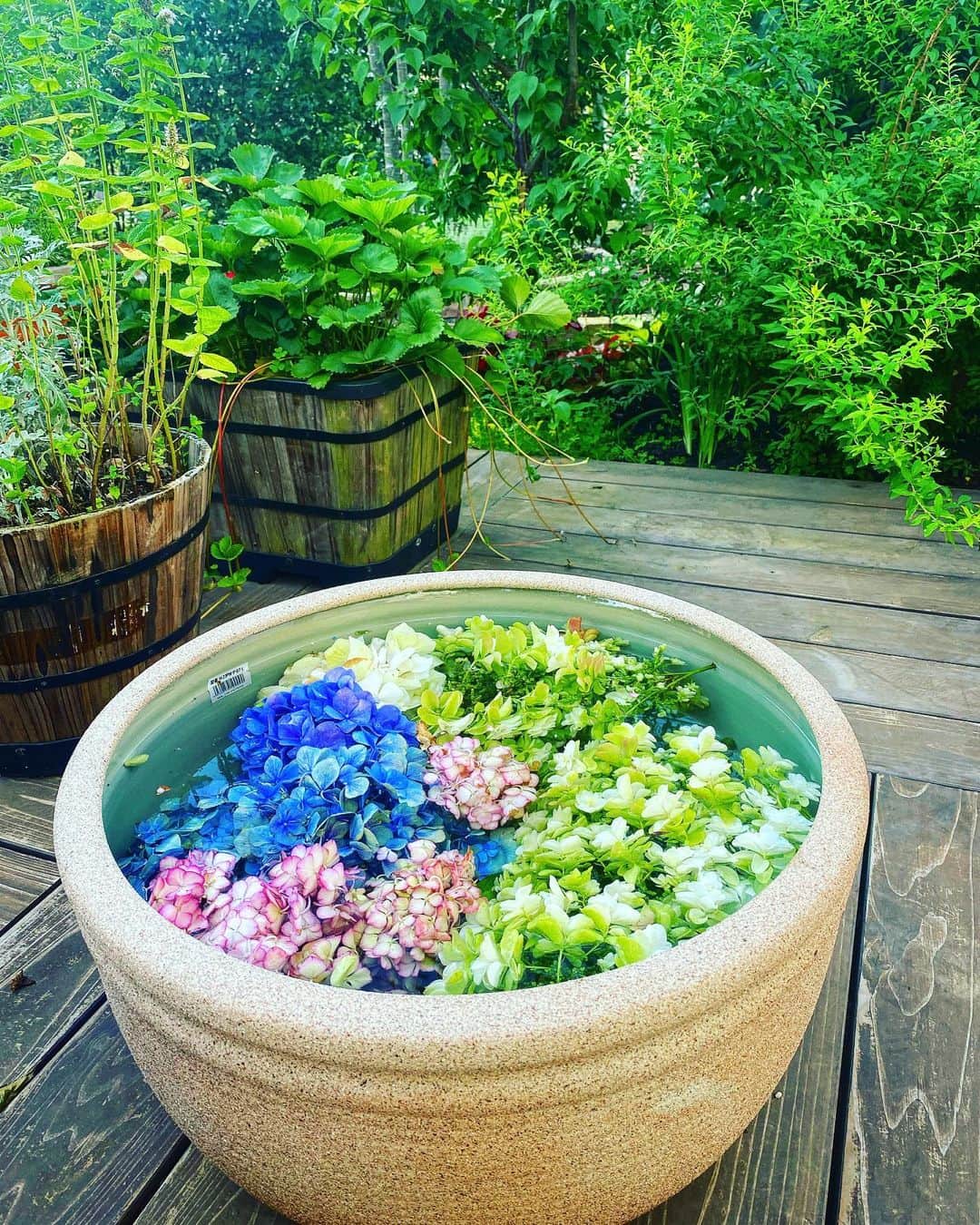 野口健のインスタグラム：「紫陽花の剪定作業を始めたけれど、日中は暑いのなんの🥵  せめて気持ちを涼めようと剪定をした紫陽花を水に浮かべてみました。うん、確かに、これは、涼しい(^ ^)   #野口健#野口健ガーデニング」