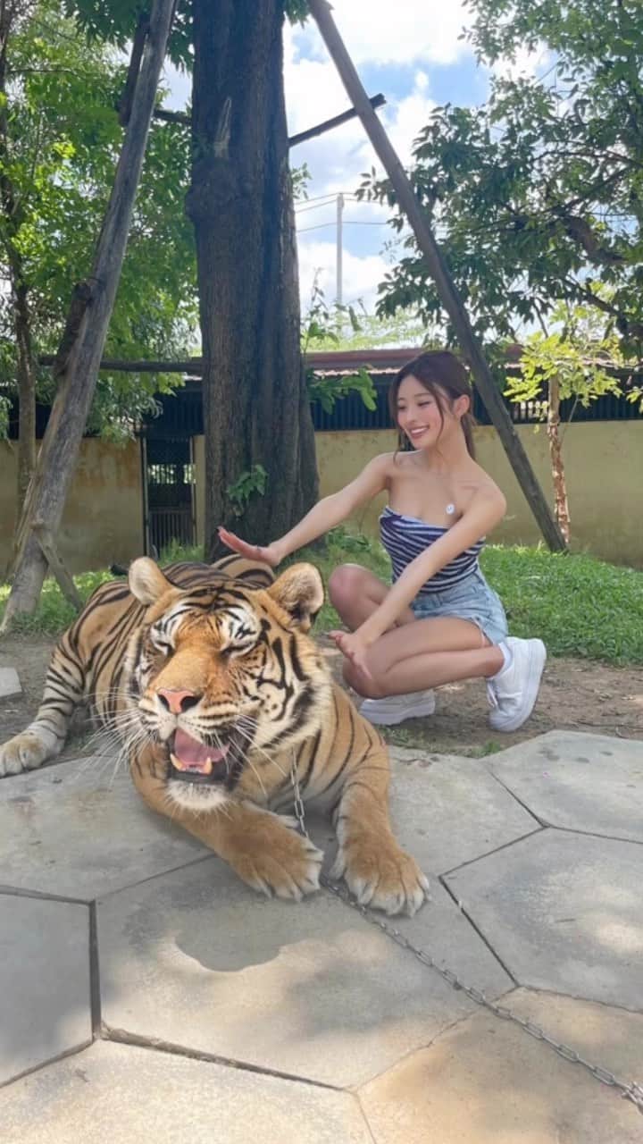 MIYABIのインスタグラム：「みやの初体験🐅🧡  スタッフさん4人で🐯さん怪してるんだけど、お化け屋敷よりもハラハラしちゃったぁ😱  今にも食べられそうな感じだけど、ちょんと触れたし写真見返してたら愛着わいた🐅🤍  ビビリビームを是非ご覧ください💜🤣  #cyberjapandancers  #サイバージャパン  #ミヤビーム  #miyabi  #タイガーピック」