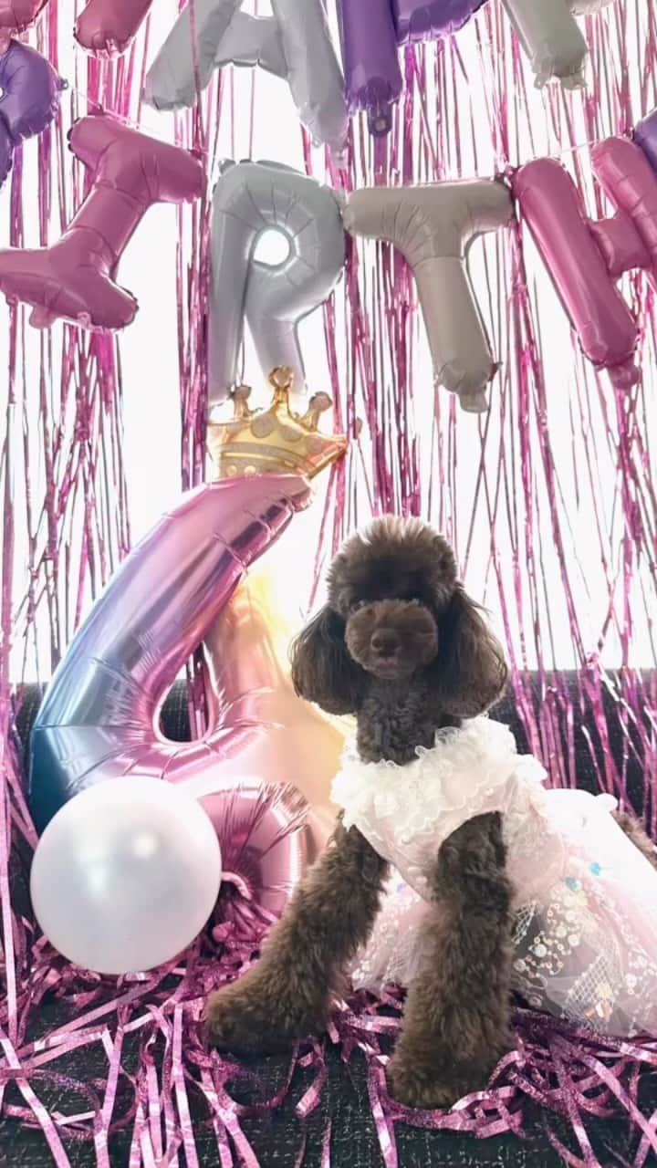 esutoreja_risaribonのインスタグラム：「我が姫リリ👸 4歳になりました🥹 ほんと寂しい思いをさせてしまってごめんね…としか言えない一年だった。 リリがぴちぴち３歳の時に息子が産まれて私も健康じゃない体で… 息子に向き合うの必死で…今まで100%リリと向き合ってたのに…今ではお留守番が増え息子を連れて行く日々… リリの性格は私が大好きなだけに愛がすごい！ そのせいかリリは息子をライバルと思い… 噛むようになってしまいました… そのせいで尚更リリと息子と暮らす生活にスムーズではなく 別々での生活をさせるのに私も大変になり 2人からの愛を受け止めできるだけ寂しいおもいをしてもらいたくないから、うまく時間を使ってリリに向き合ってるけど！ やっぱりリリだけの時よりは…だよね。  これからも一緒にいようね！！ 待たせてごめんね！ 思う存分取り戻そうね‼️私達の時間‼️  誕生日おめでとう🥹👸👸👸👸  私だけじゃなくみんなにも優しい子になるんだよ😅  もう４歳か…と寂しくなりました😩  リリが息子を噛まなくなる日が早く来ますように😭😩」