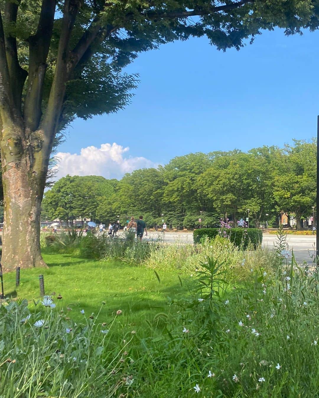 柴田紗希さんのインスタグラム写真 - (柴田紗希Instagram)「上野公園♡ ふりかえったら綺麗でパシャリした写真 なんかいいだ。 月曜日〜１年の後半があっとゆうまにスタートだね。 今日はルーツを巡ろう🤭🌷」7月3日 9時54分 - shibasaaki