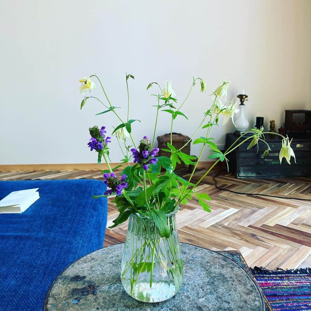 井上荒野さんのインスタグラム写真 - (井上荒野Instagram)「ウツボ草が咲き出した。ソファに転がってる本はクレストの新刊「ルクレツィアの肖像」とても面白い。」7月3日 10時44分 - arereno