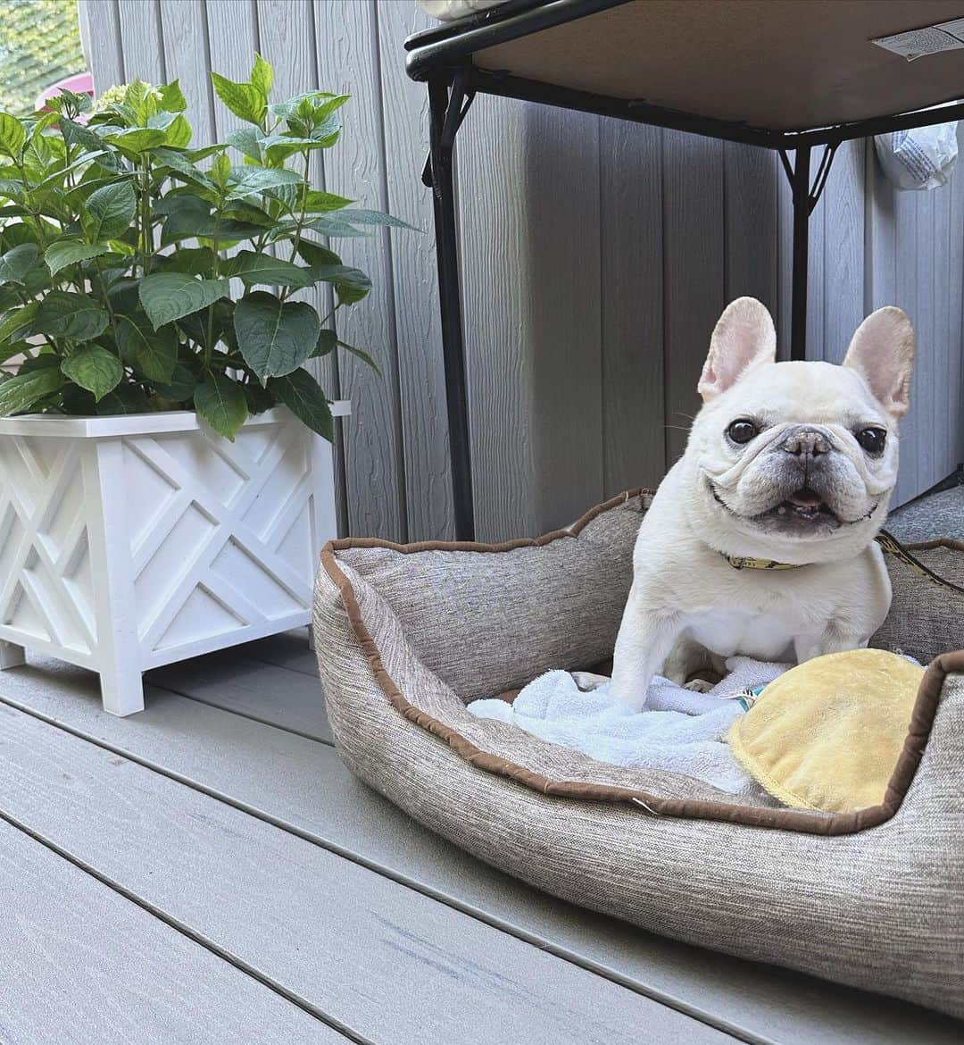 Sir Charles Barkleyのインスタグラム：「Our summer backyard BBQs are my fave #canyoutell」