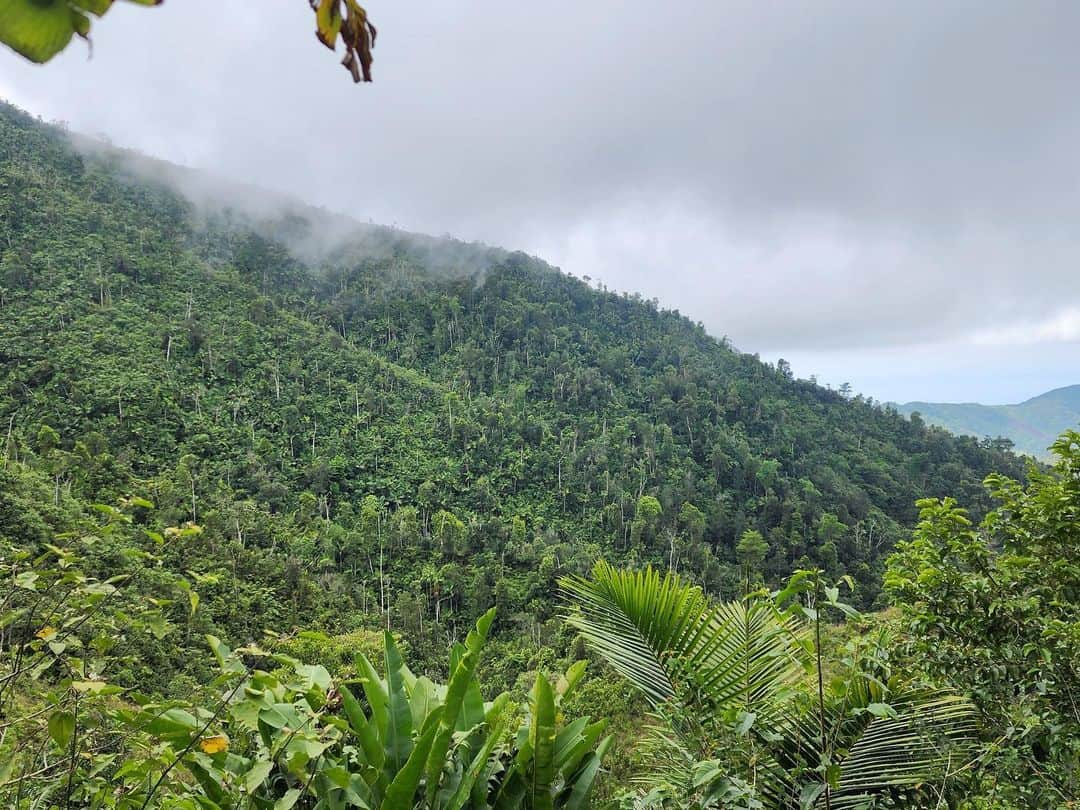 レオナルド・ディカプリオさんのインスタグラム写真 - (レオナルド・ディカプリオInstagram)「Haiti's fight against climate change has been bolstered with ecological restoration.  Despite facing significant challenges due to the current unrest throughout the country, @haiti_national_trust is thrilled to announce that funding has been secured for the Klima I project for Grand Bois National Park. This project is a continuation of Haiti National Trust's efforts to conserve the park's biodiversity. Financed by Arbeiter-Samariter-Bund, @rewild and @rainforesttrust, this project aims to also provide sustainable livelihoods for communities around the park and to implement local environmental education programs in schools and community centers.  This three-year $2.1 million project is led by Haiti National Trust as part of their work protecting this Key Biodiversity Area. Grand Bois National Park is home to dozens of threatened species of plants, birds, reptiles, and mammals, and is one of the most important sites for amphibians in the world.  #RewildTheCaribbean  📷: @wildexplorerayiti」7月3日 2時47分 - leonardodicaprio