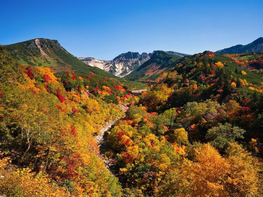 日本の国立公園のインスタグラム：「Be the first to be awed by autumn from Tokachidake Onsen! 🏔️🍁  Prepare to be transported to a land of golden sunset tones as you ascend Mt. Kamihorokametoku, where the magic of fall arrives earlier than almost any other place in Japan. 😍🍂  From mid-September, the summit hits the peak of its autumn splendor, while the middle of the mountain transforms into a fall wonderland by late September. The sedges and rice plants gracefully embrace their autumn attire, tinging the landscape with warm hues that evoke a sense of longing and wonder. Halfway up the mountain, see the breathtaking contrast between the fiery shades of Japanese rowan trees and the rugged volcanic rocks that adorn the mountainside. 🌋🌾  Immerse yourself in this autumn symphony and let the mountain's vibrant colors and rugged beauty serenade your senses. 🤩🎶  Share a 🍁 in the comments if you're ready for the magical journey to Mt. Kamihorokametoku!  📍 Mt. Kamihorokametoku, Hokkaido  📸 Autumn leaves at Tokachidake Onsen  #NationalParksJP #DaisetsuzanNationalPark #Hokkaido #MtKamihorokametoku #HokkaidoFall #EarlyFall #EarlyAutumn #FallLeaves #FallColors #AutumnColors #LeafPeeping #Japan #Travel #Tourism #ExploreJapan #DiscoverJapan #VisitJapan #日本 #国立公園」