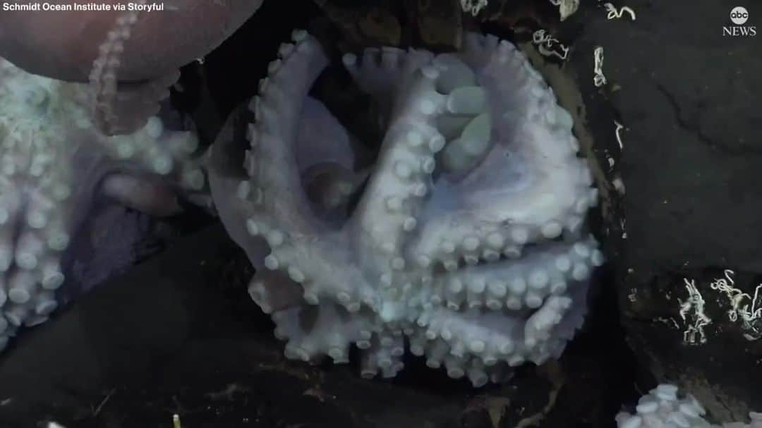 ABC Newsのインスタグラム：「A deep-sea octopus nursery was discovered off coast of Costa Rica. The team of international scientists observed the octopuses hatch using an underwater robot. Tap link in bio for more.」