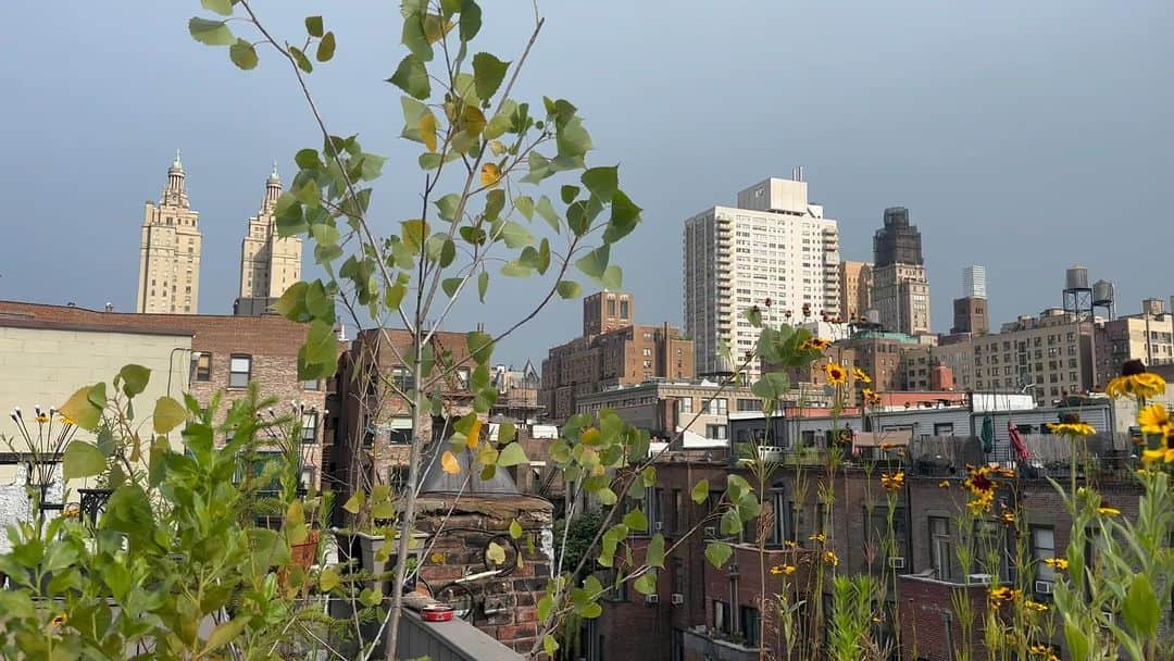 JULIEN D'YSのインスタグラム：「Before the storm ⛈️ #newyork #terrass #home ⚡️july2.2023 🌼🌼🌼🌼🌼🌼🌼🌼💧⚡️5:30pm」