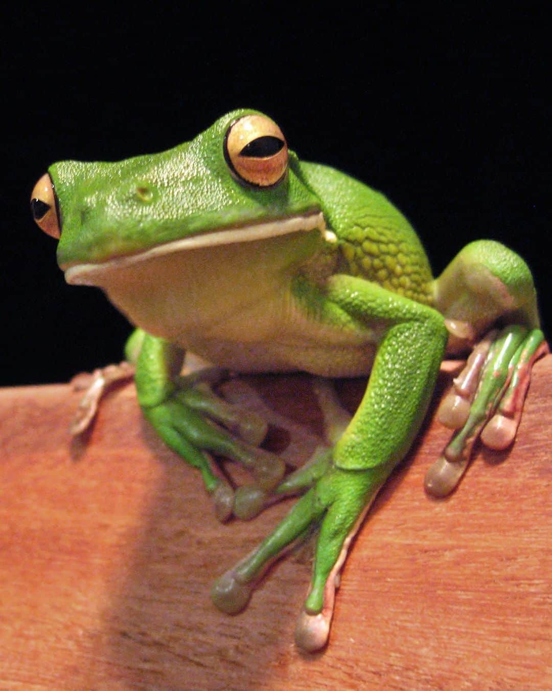 アメリカ自然史博物館さんのインスタグラム写真 - (アメリカ自然史博物館Instagram)「For your daily dose of leggy frog, check out the white-lipped tree frog (Litoria infrafrenata)! This amphibian, also known as the giant tree frog, is the world’s largest tree frog, growing up to 5.5 in (14 cm). It's known for its unusual vocalizations, which have been compared to the sound of a barking dog! It can be found in New Guinea and parts of Australia, including Queensland. During mating season, males can develop a pinkish color on their arms and legs.   Photo: Bignoter, Wikimedia Commons, CC BY-SA 3.0  #nature #wildlife #frogs #amazinganimals #animalfacts #didyouknow」7月3日 7時11分 - amnh
