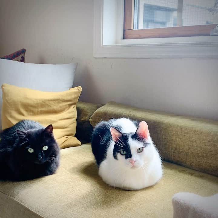 OKAのインスタグラム：「&premium.jp にて土曜日更新の連載、 今回はえいたとにんにんの関係性です😽 「保護猫えいたの日常」 https://andpremium.jp/」
