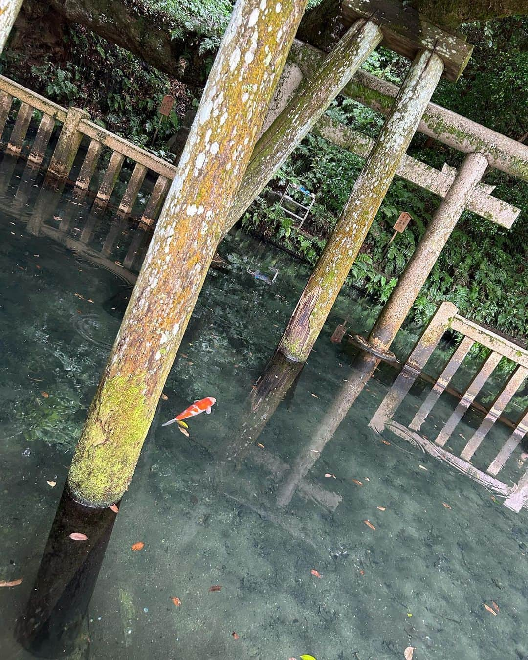 羽生アリサさんのインスタグラム写真 - (羽生アリサInstagram)「鹿島神宮に行きたくてはじめての茨城⛩️🫎✨✨  境内も気持ちよかったし🌳 海も透明でとっても綺麗だった😆🙌✨✨  サーファーさんがいっぱいいたよ😏🏄‍♂️🏄🏄‍♀️  #鹿島 #茨城 #鹿島神宮 #⛩️ #🫎 #🏄‍♂️#🏄‍♀️ #🏄  #最近の羽生さん #😆」7月3日 8時20分 - arisa_hanyu